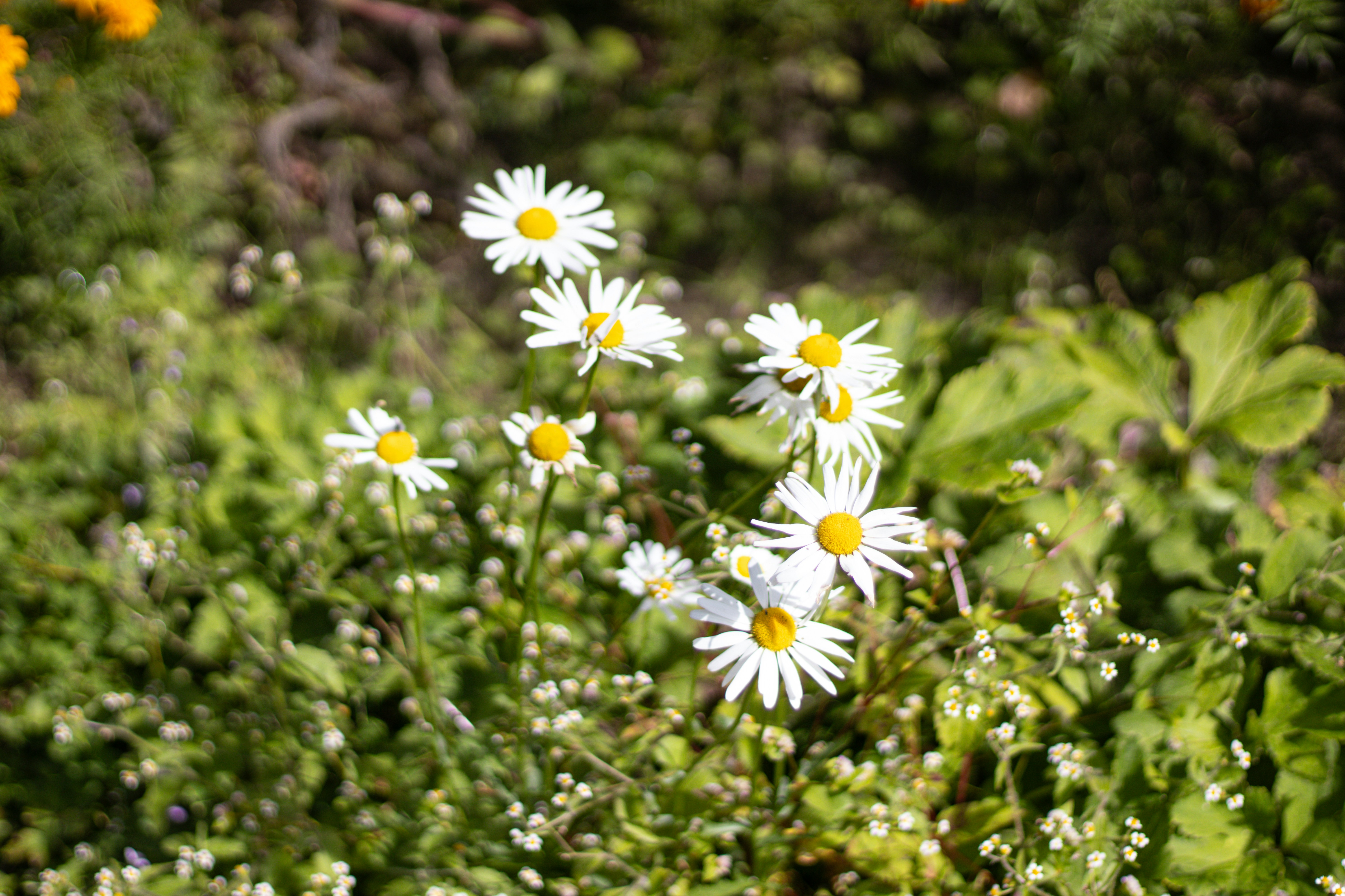 Photo by akshat_jhingran