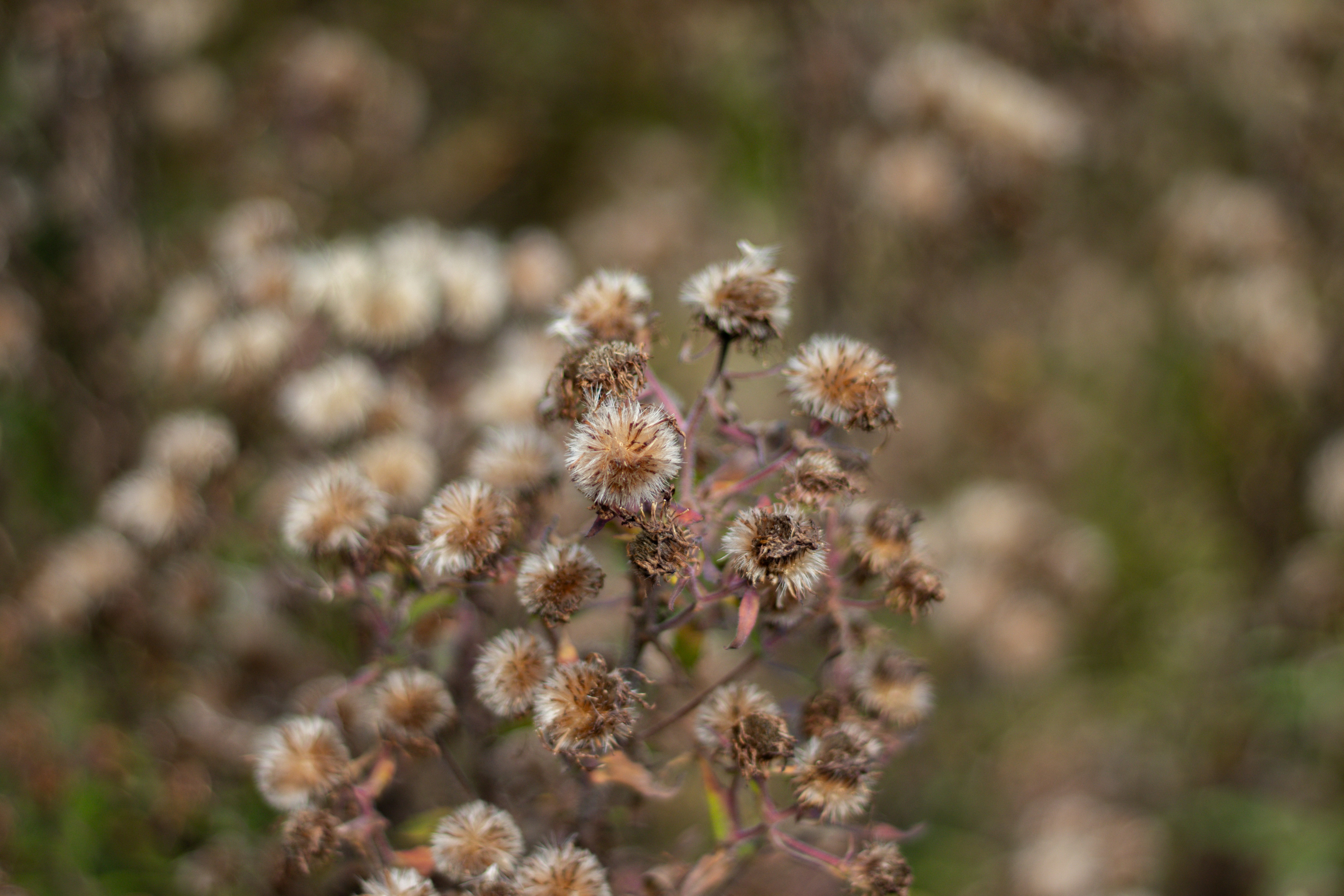 Photo by akshat_jhingran