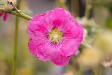 A close up of a pink flower with a blurry background