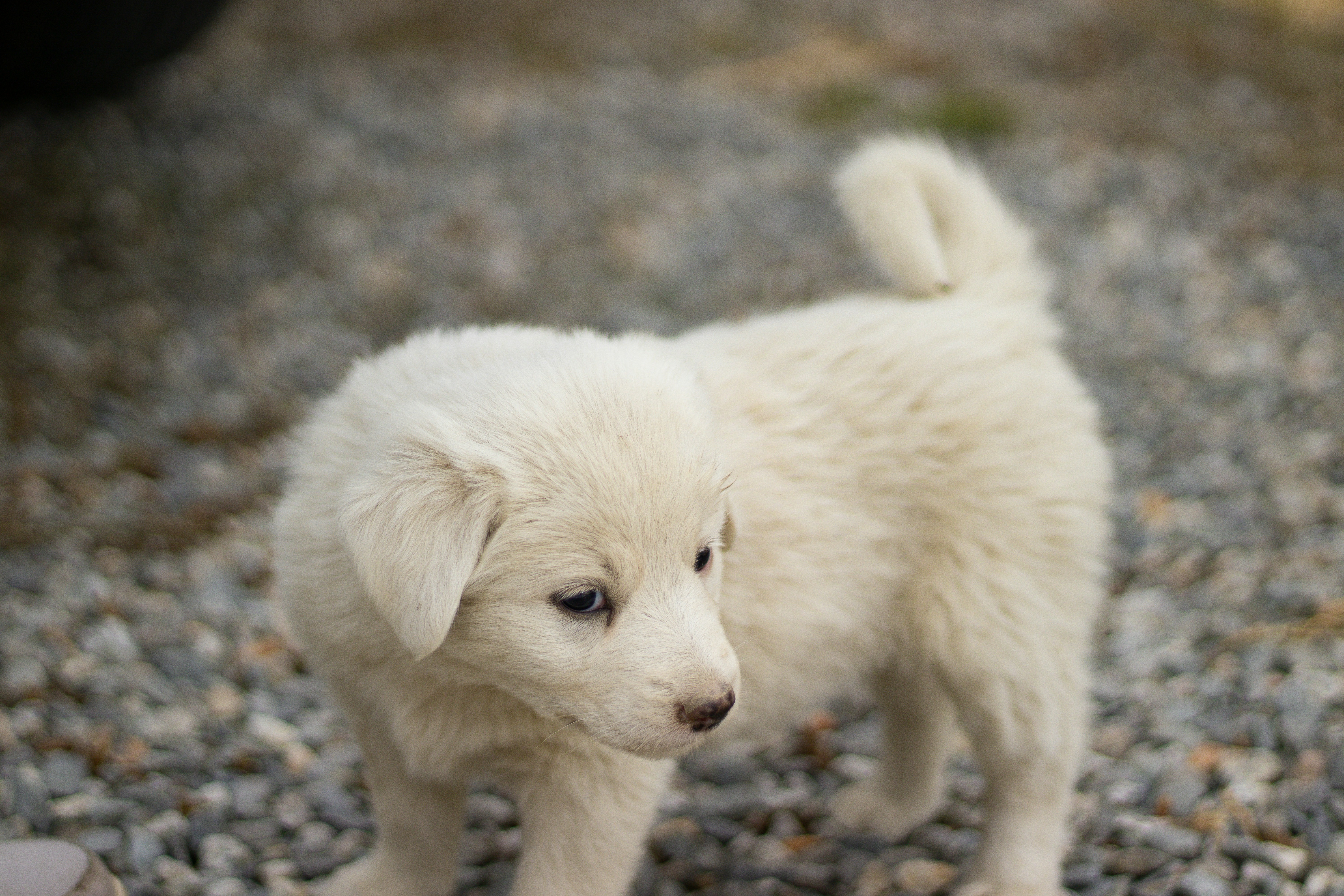 A small white puppy standing on a gravel road