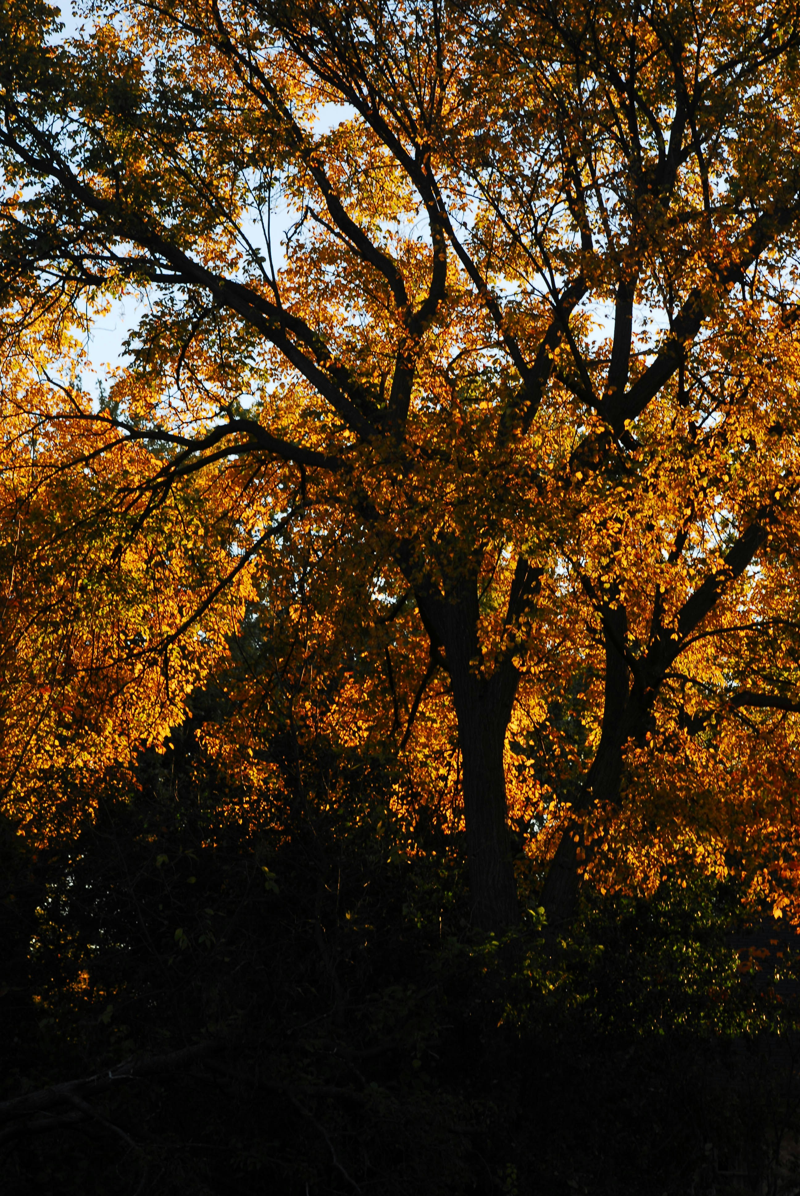 A tree with yellow leaves in the fall