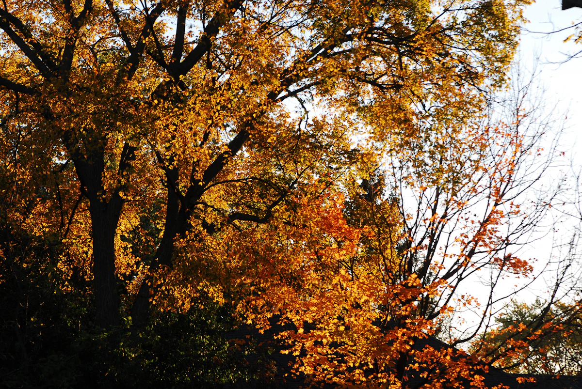 Autumn in the western suburbs. Mandatory.