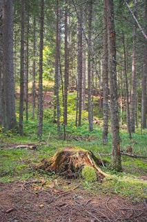 A forest filled with lots of tall trees