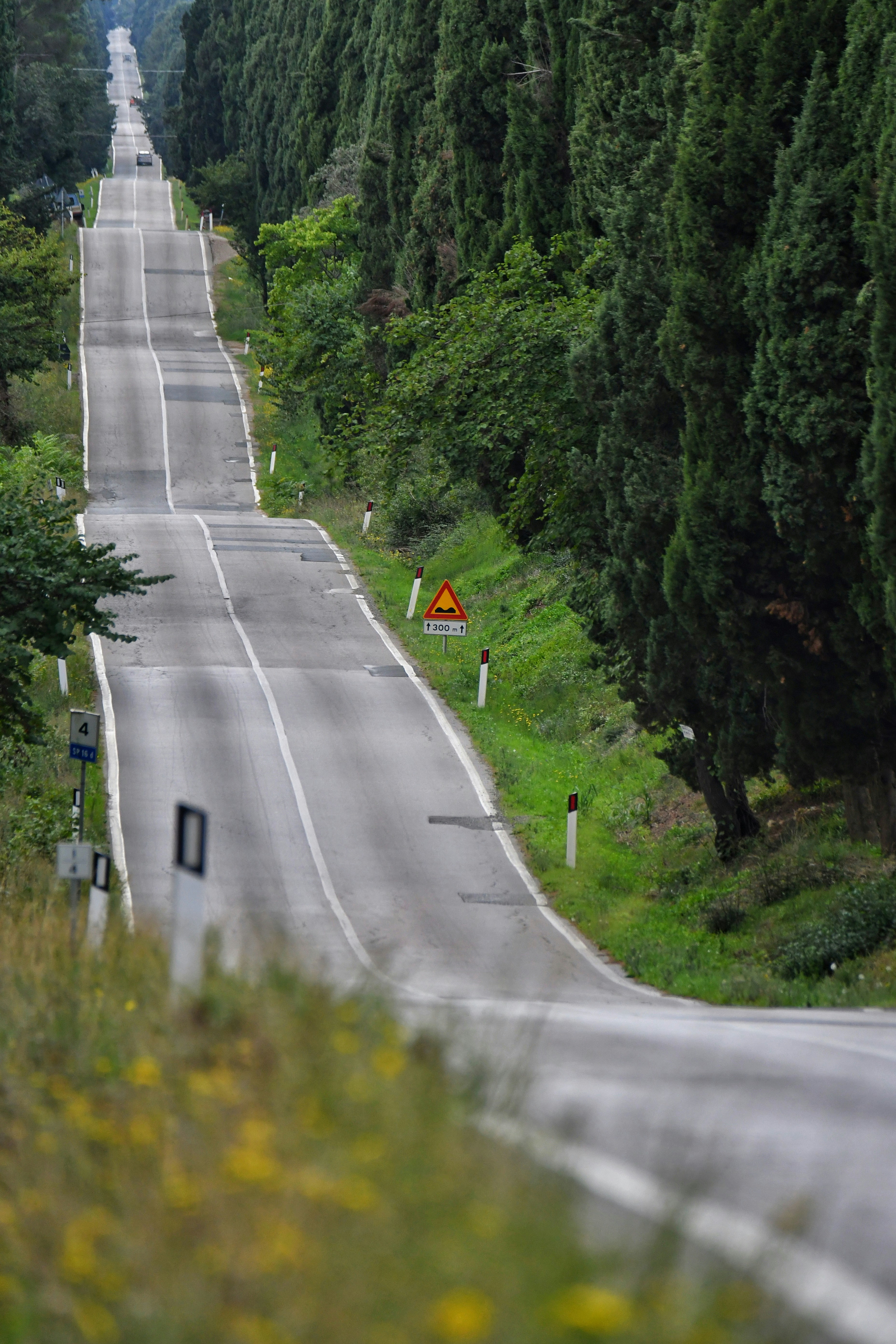 Cypress-lined road leading to Bolgheri, Italy
