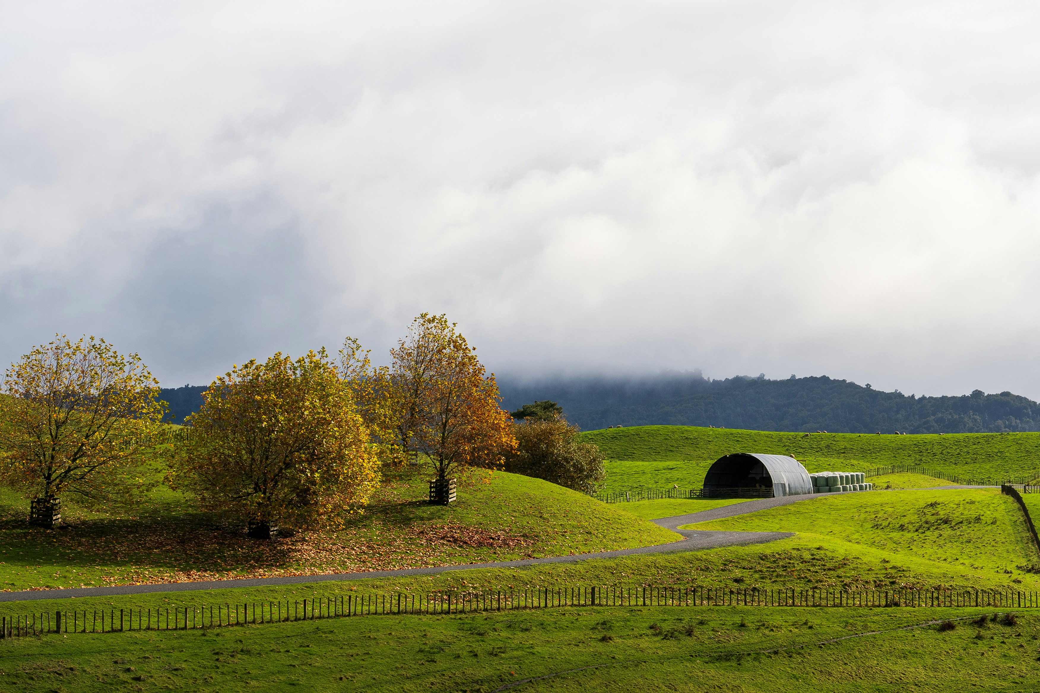 Un champ herbeux avec une grange au loin
