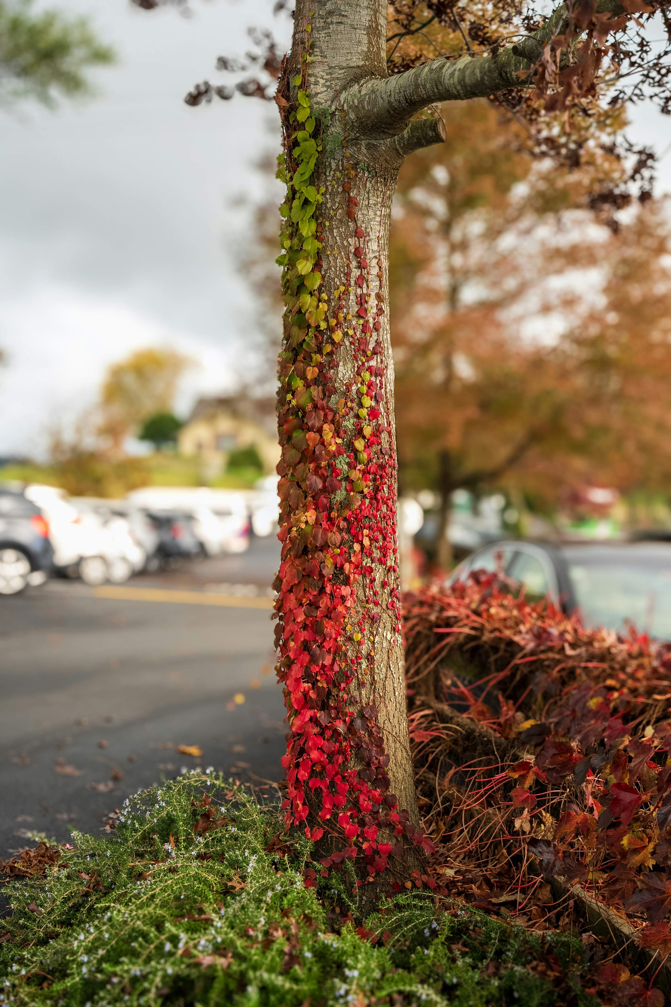 Un arbre couvert de feuilles rouges et vertes à côté d’un parking
