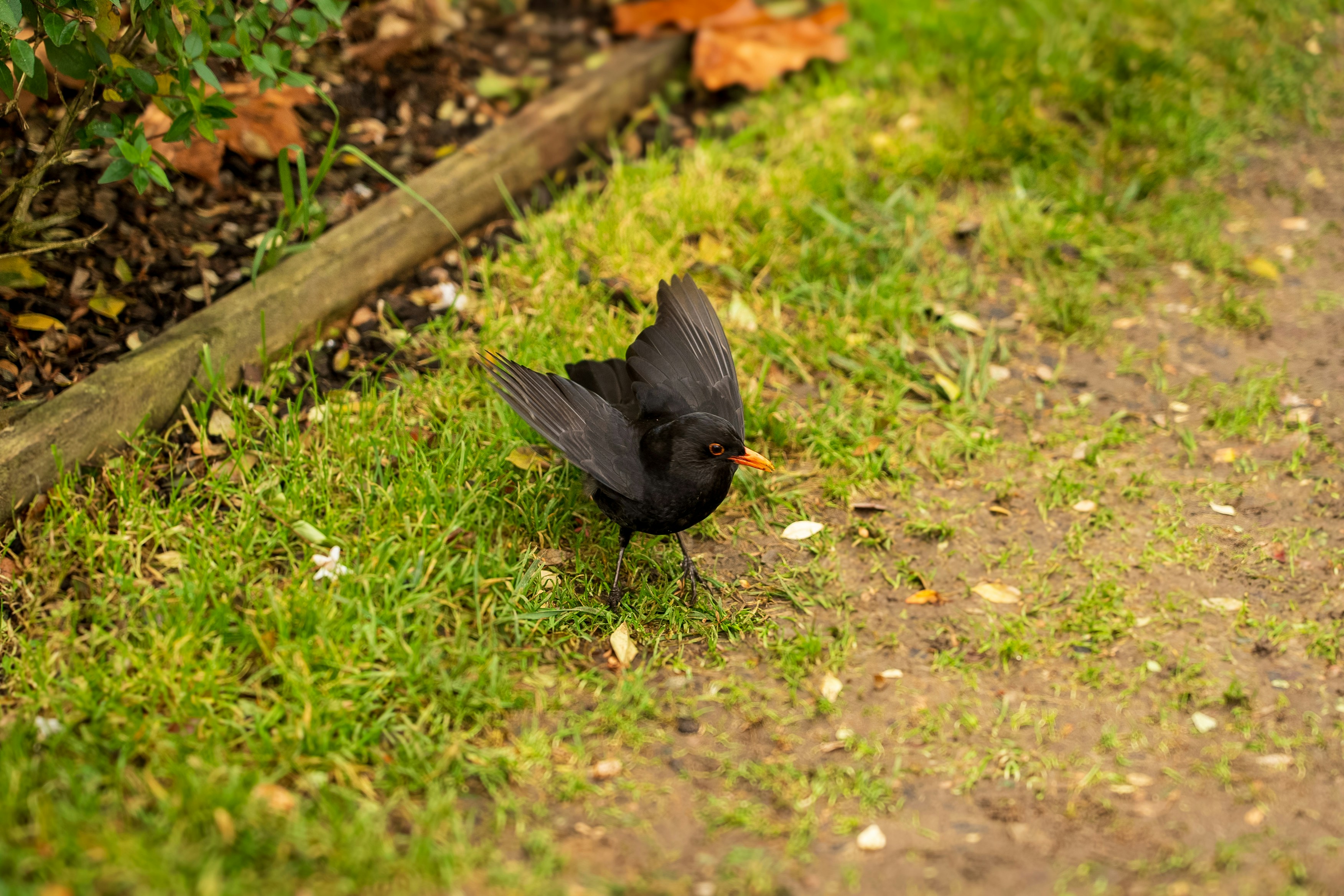 Un petit oiseau noir debout au sommet d’un champ verdoyant