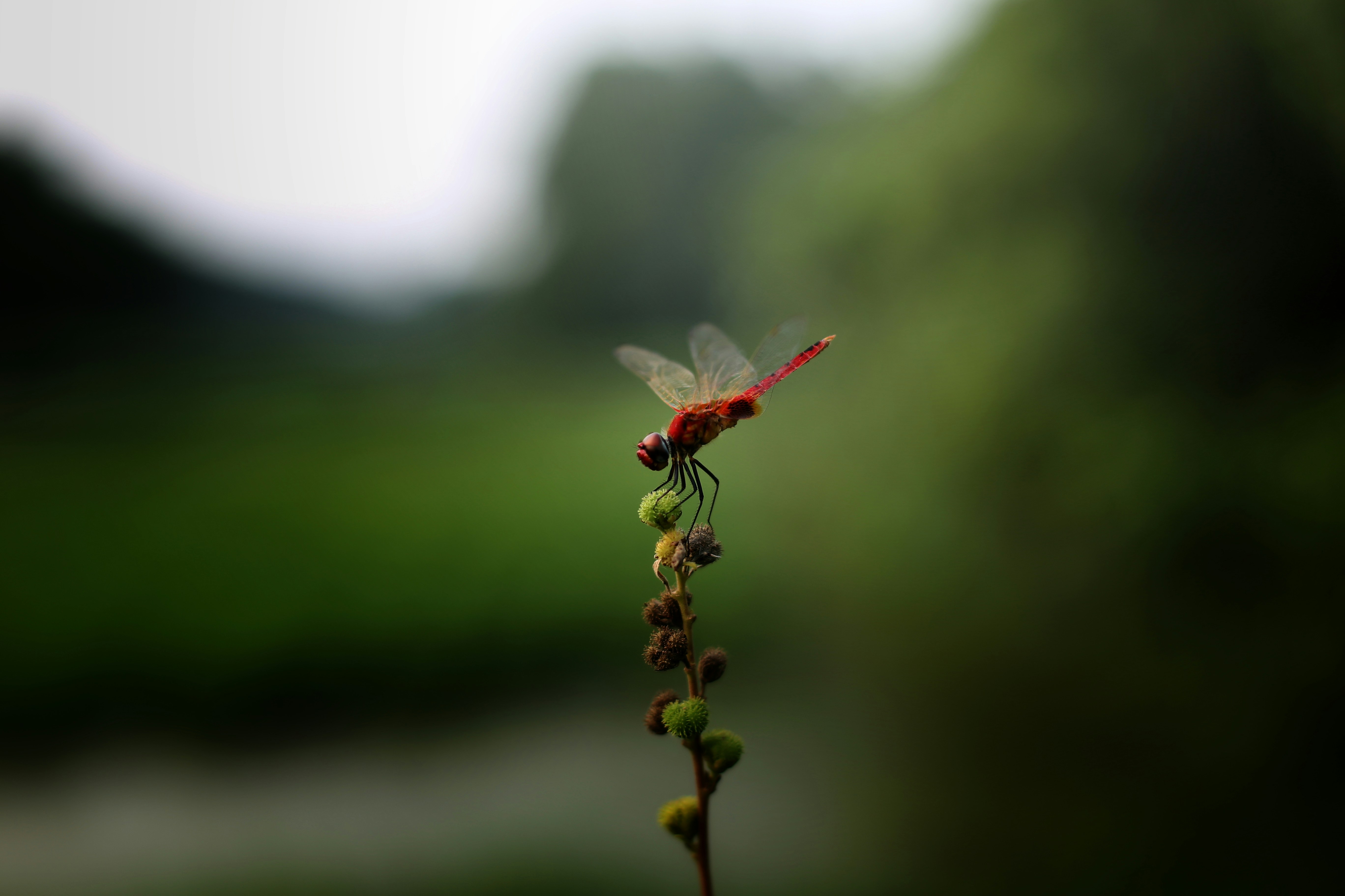 A close up of a plant with a bug on it