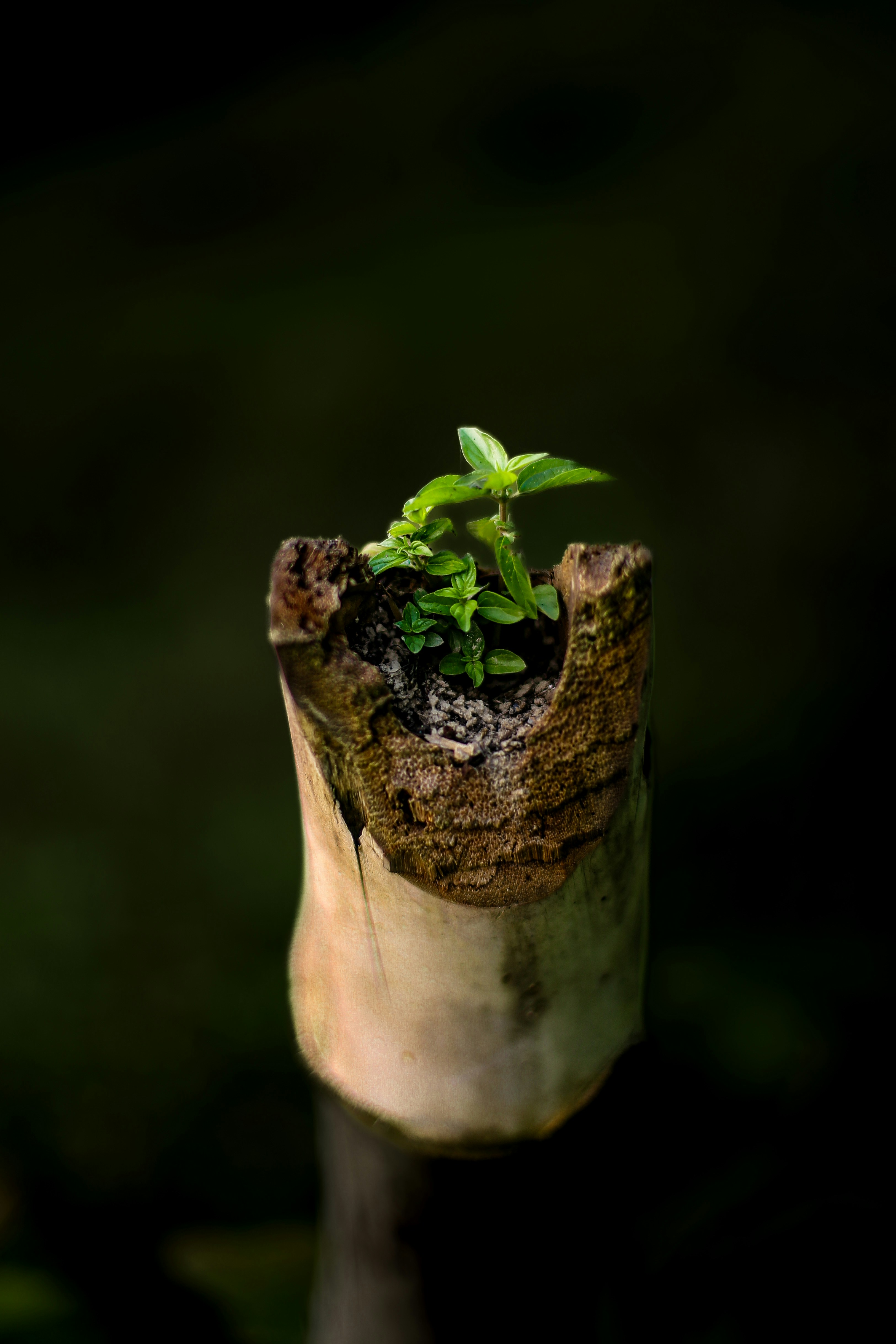 A small plant growing out of a piece of wood