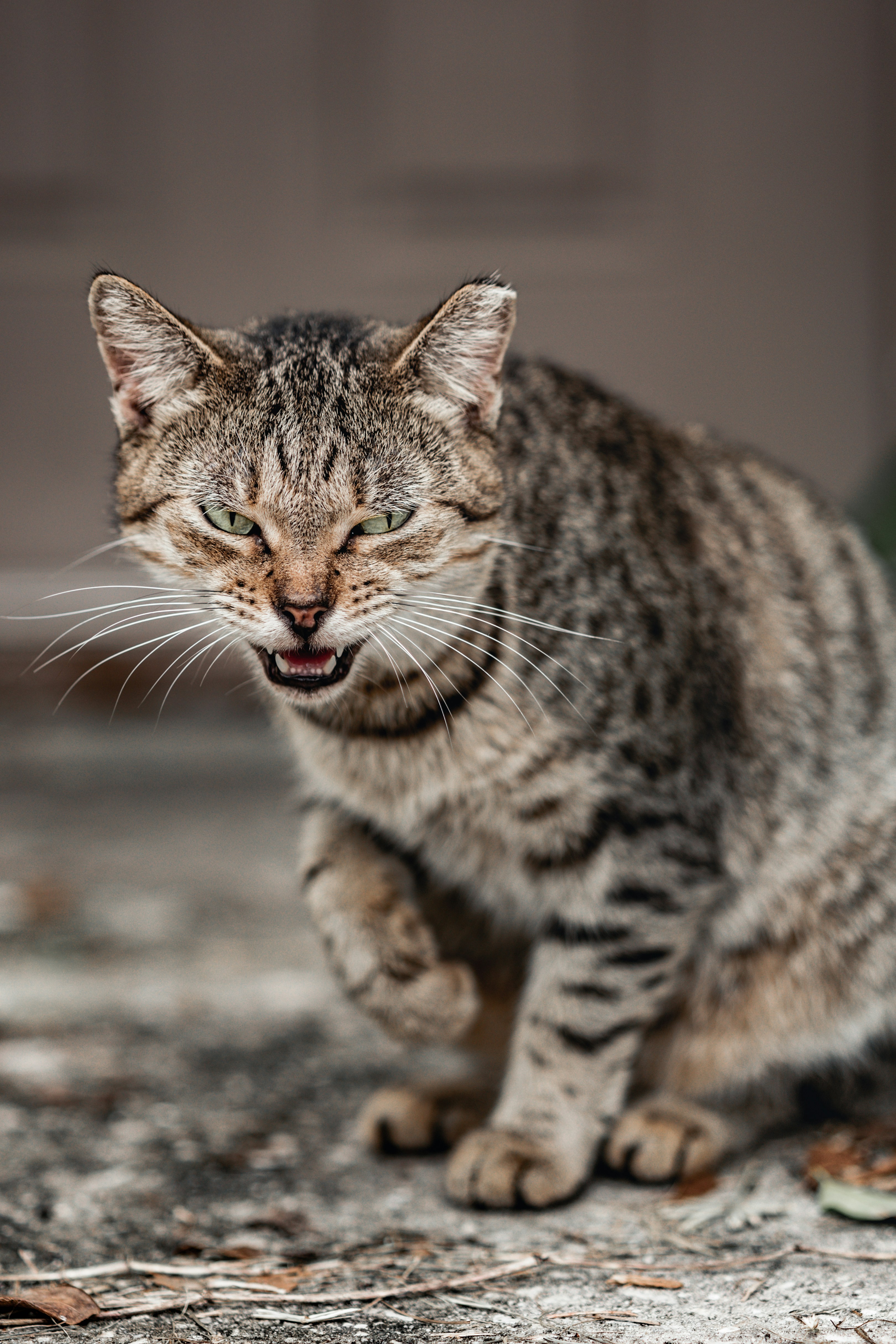Australia: Feral Cats Rule the Outback (With a Wild Twist) (image credits: unsplash)