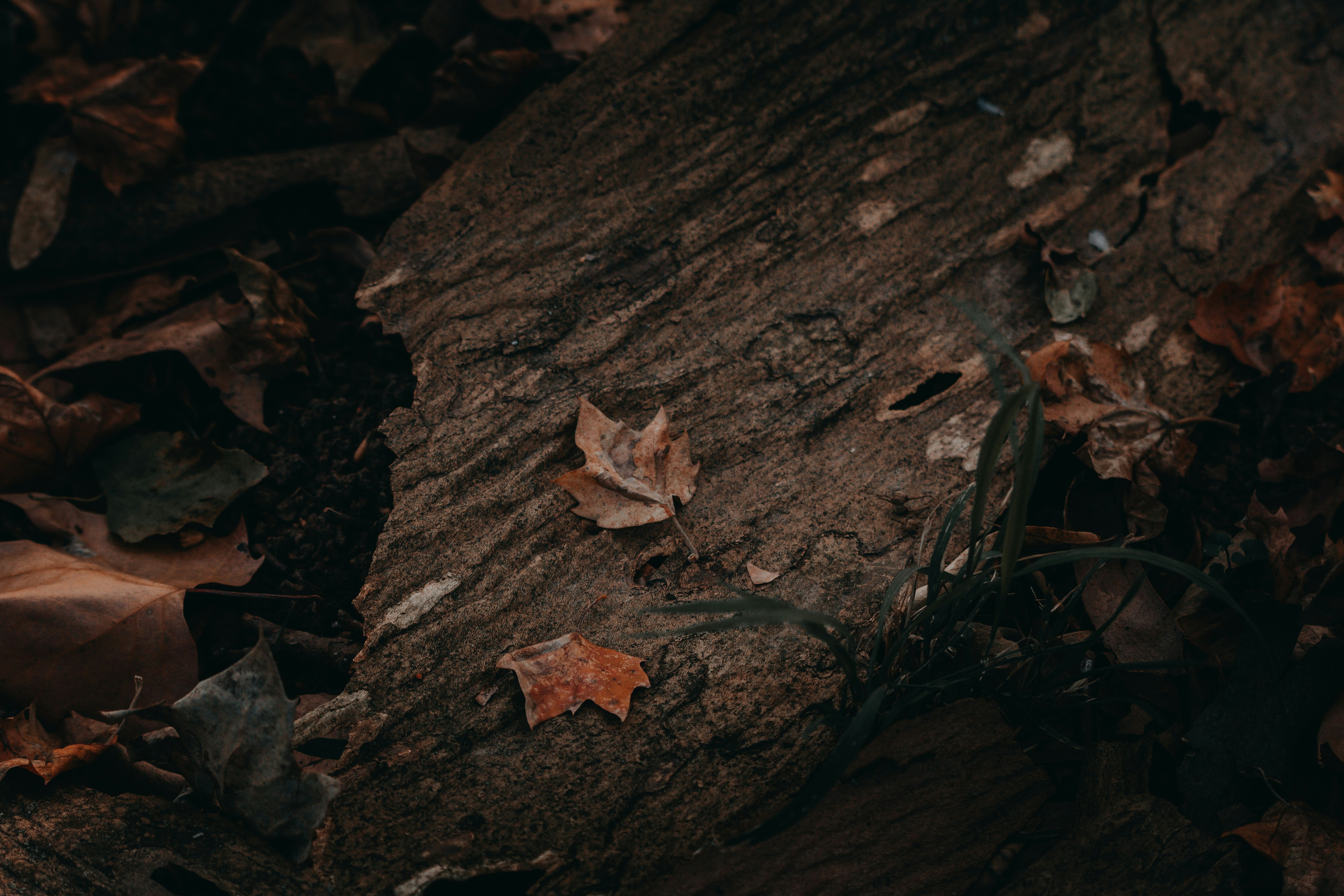 Photo by sylvester_s