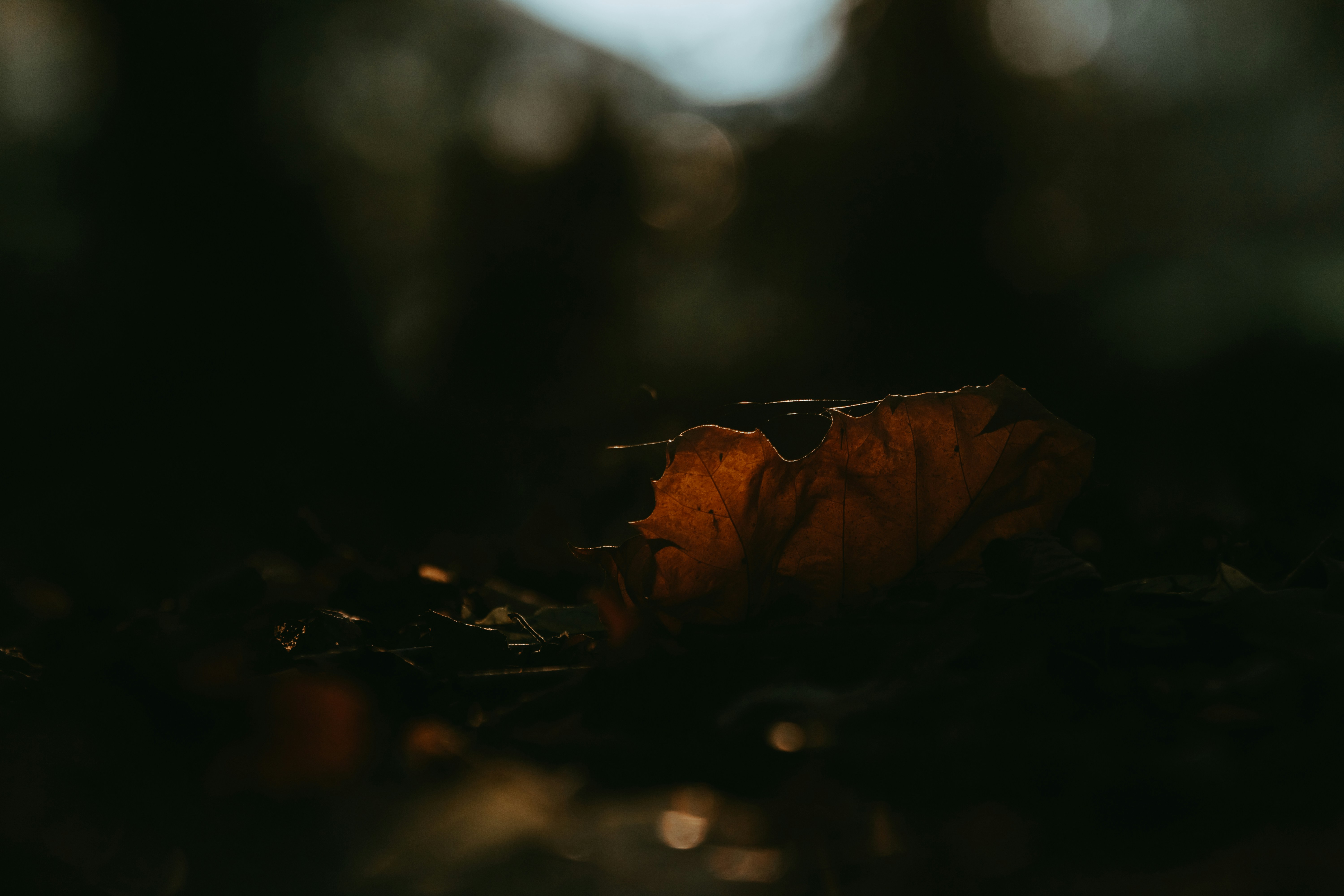 Photo by sylvester_s