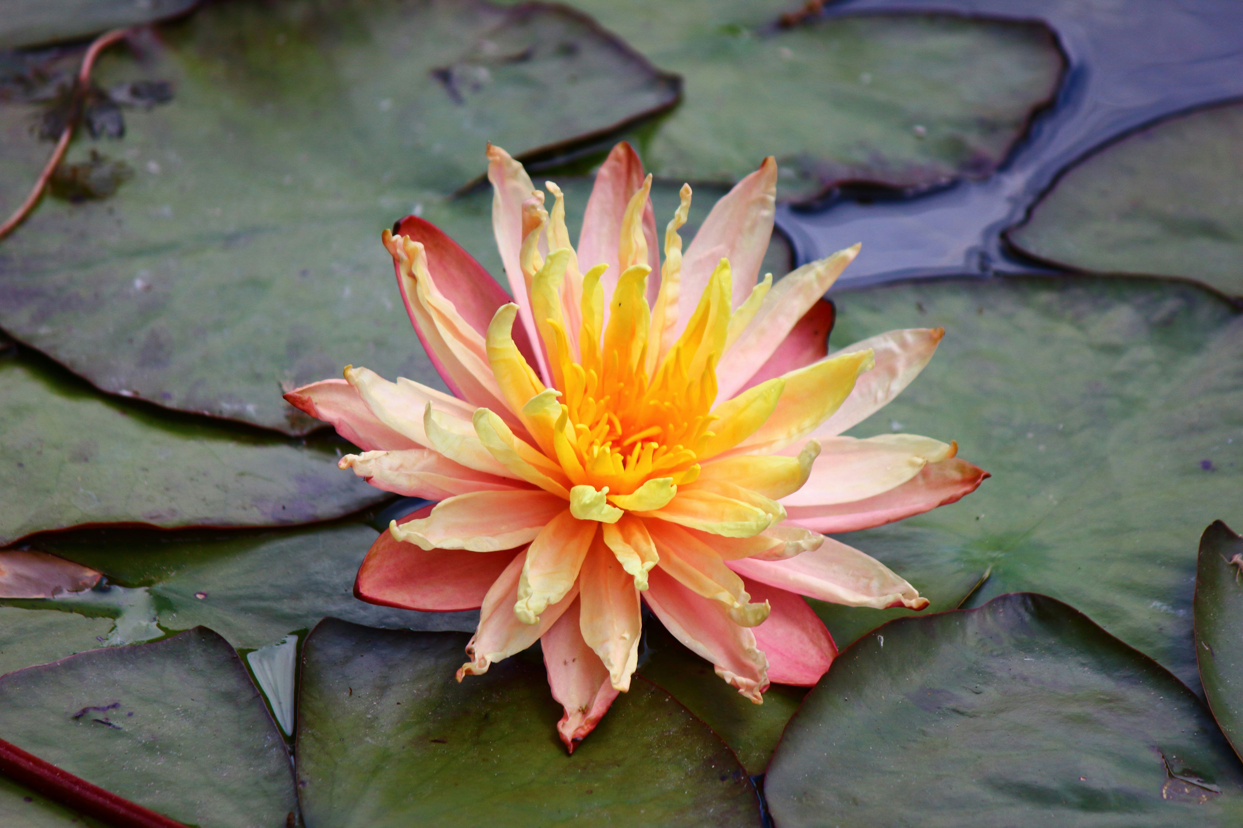 Photo by cengizozarpat