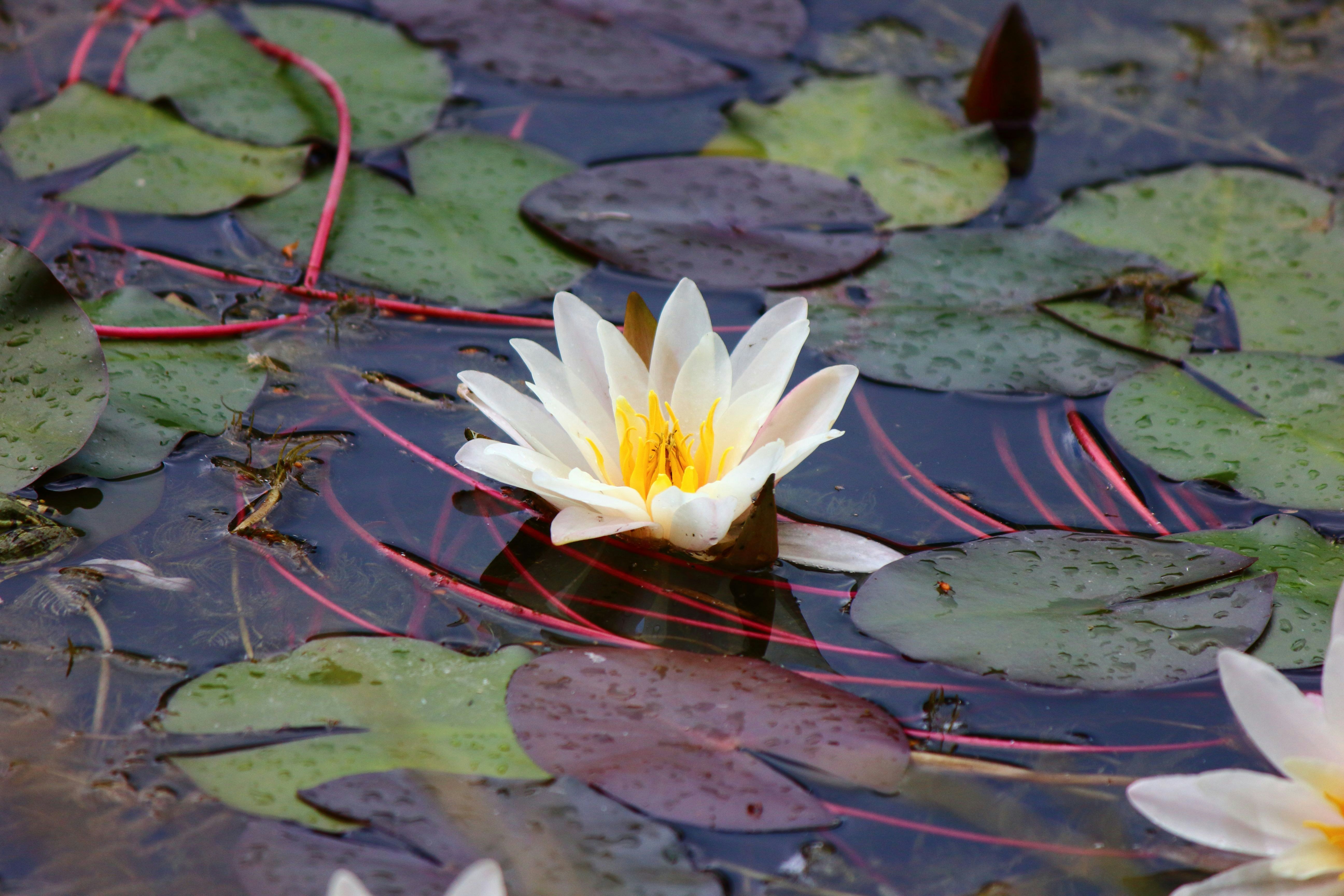 Photo by cengizozarpat