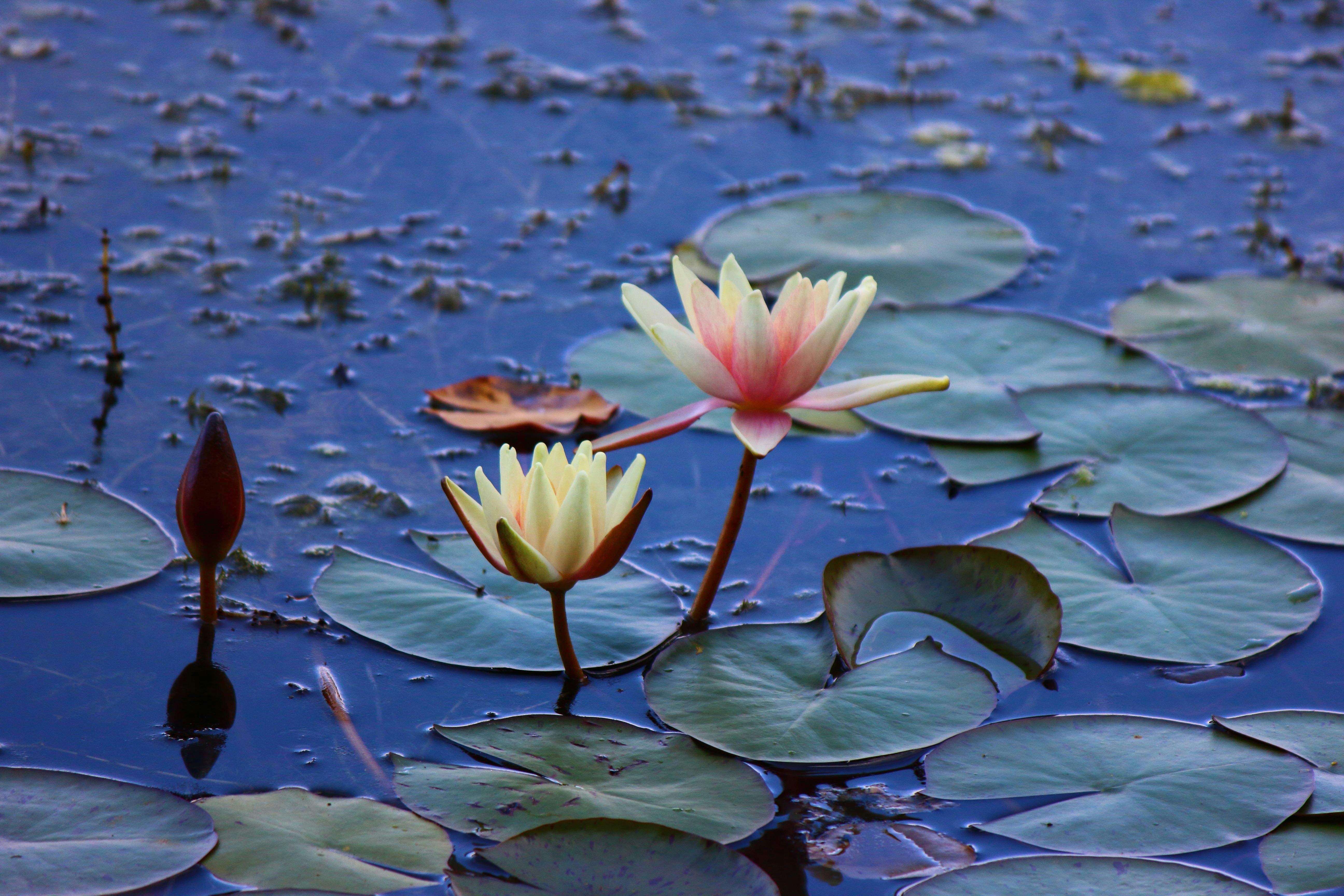 Photo by cengizozarpat