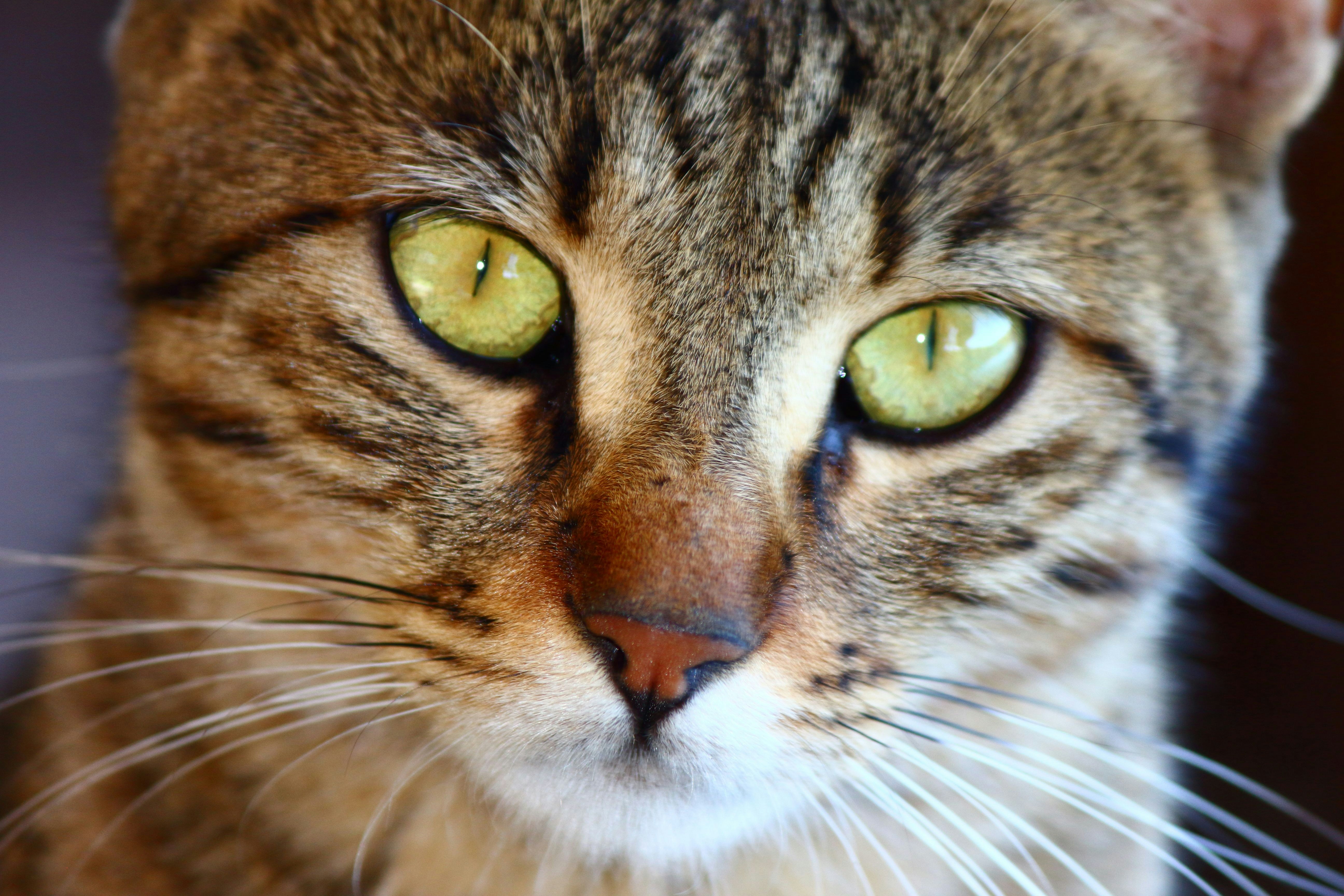 Unmasking the Silent Pain: Recognizing Arthritis in Cats Symptoms