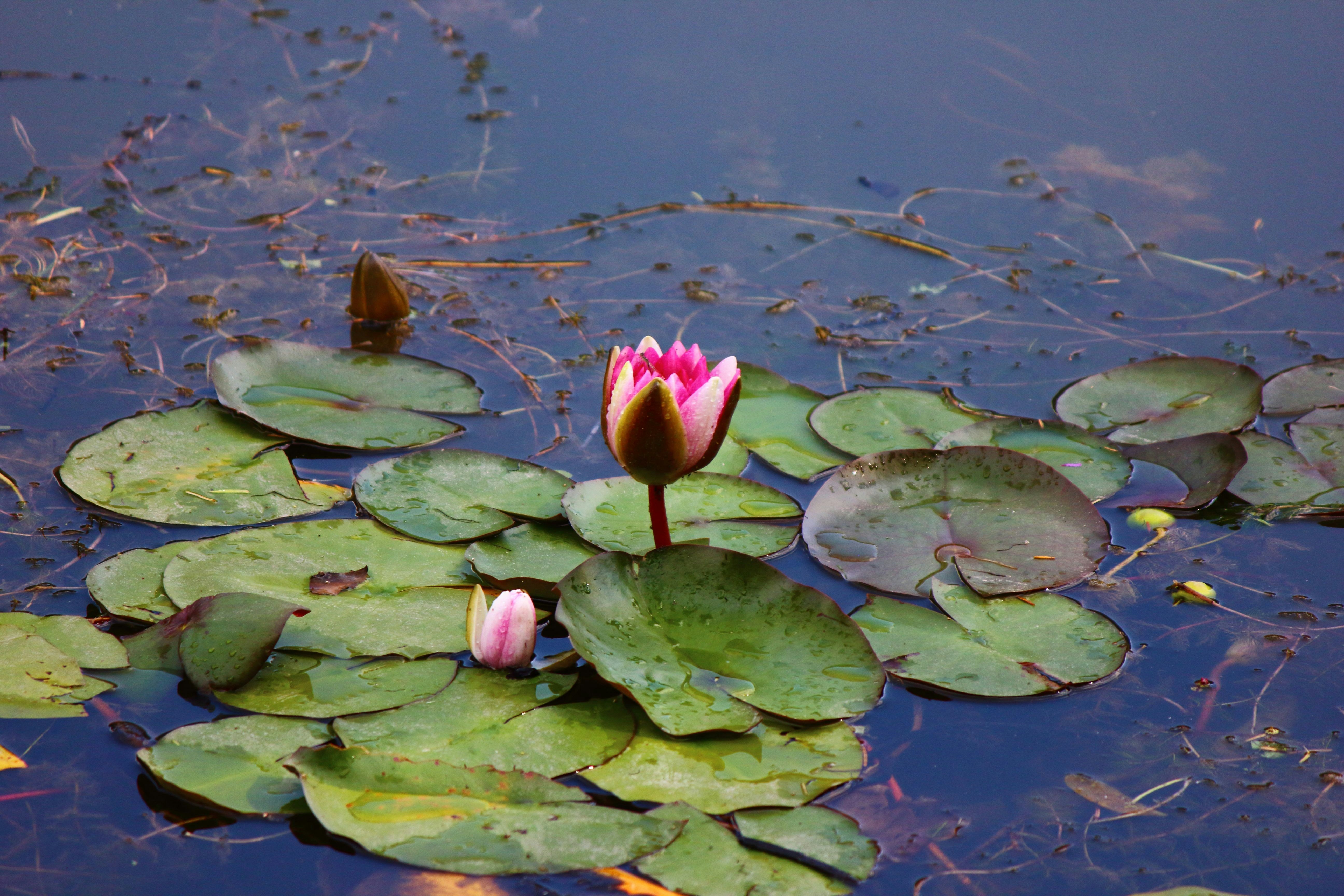 Photo by cengizozarpat