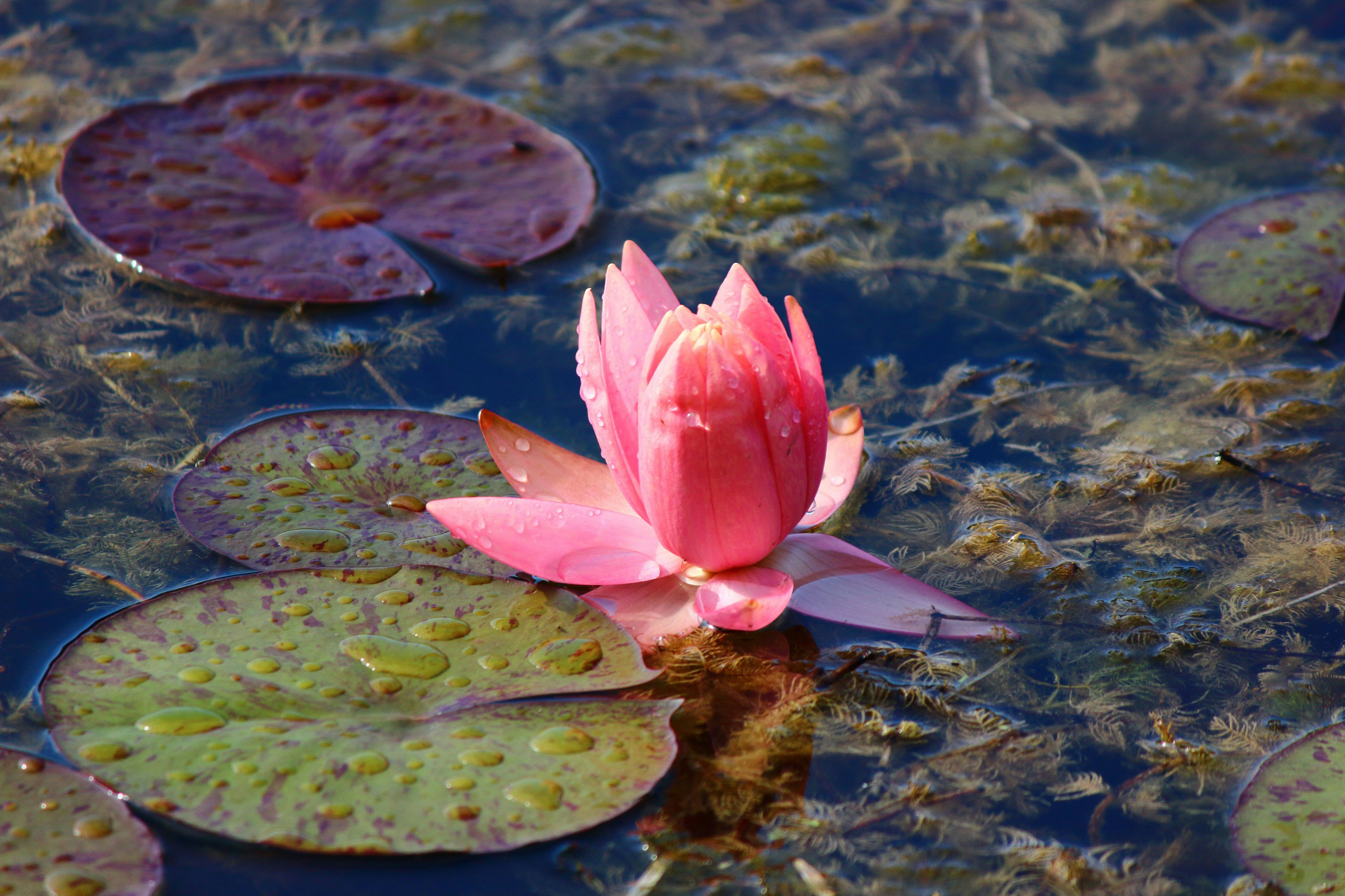 Photo by cengizozarpat