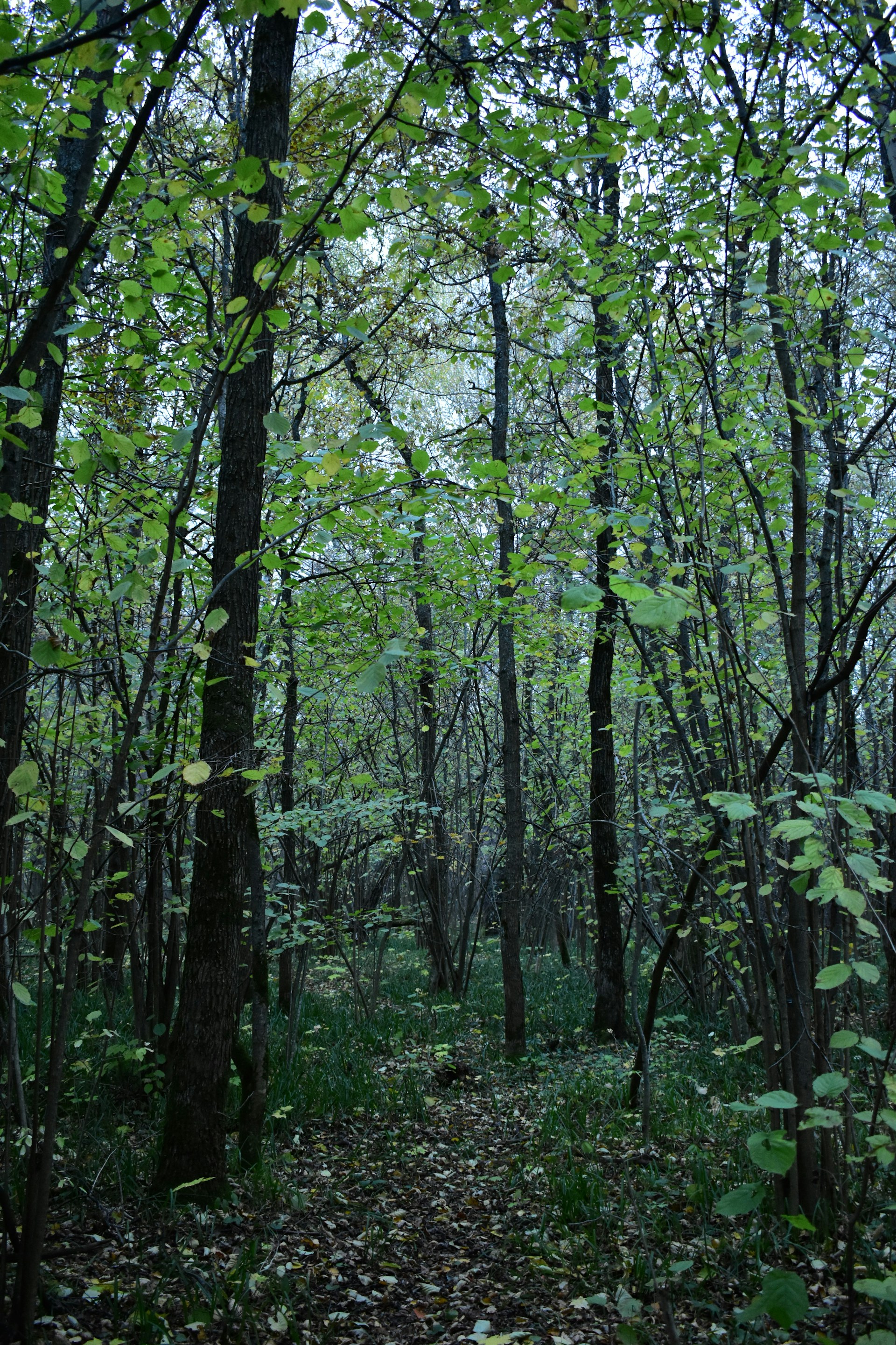 A forest filled with lots of trees and leaves