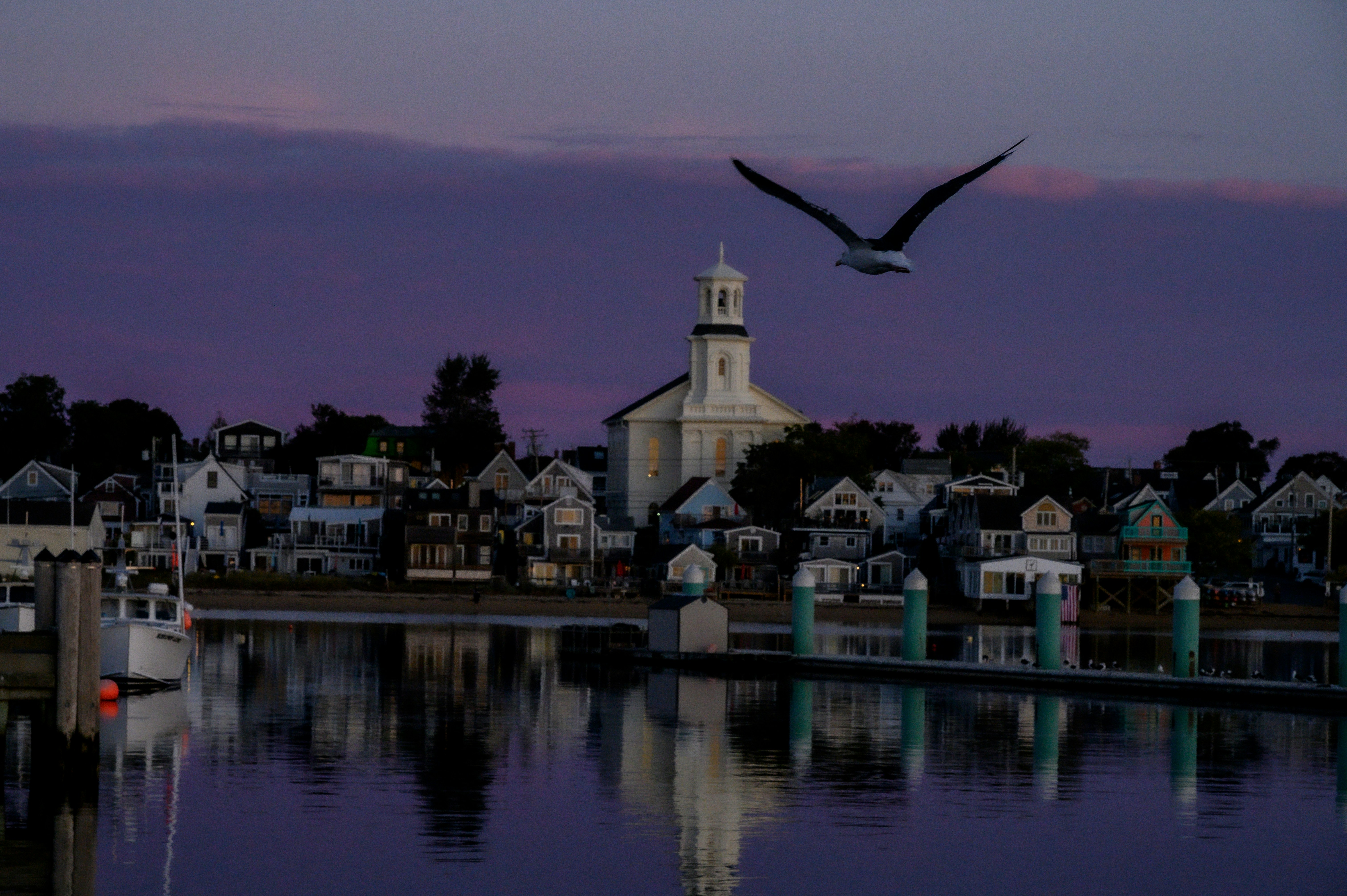 A bird flying over a body of water