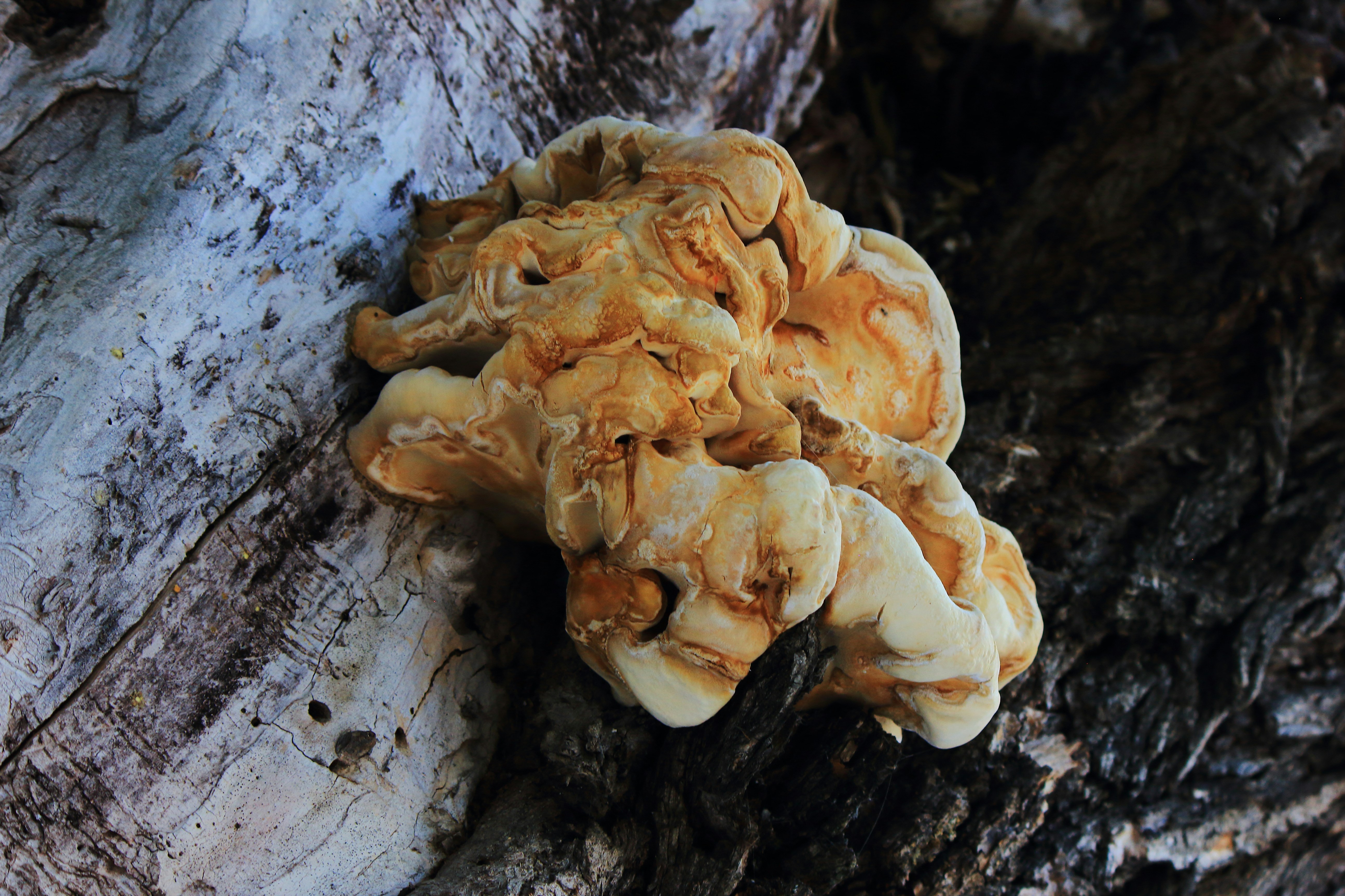 Photo by cengizozarpat