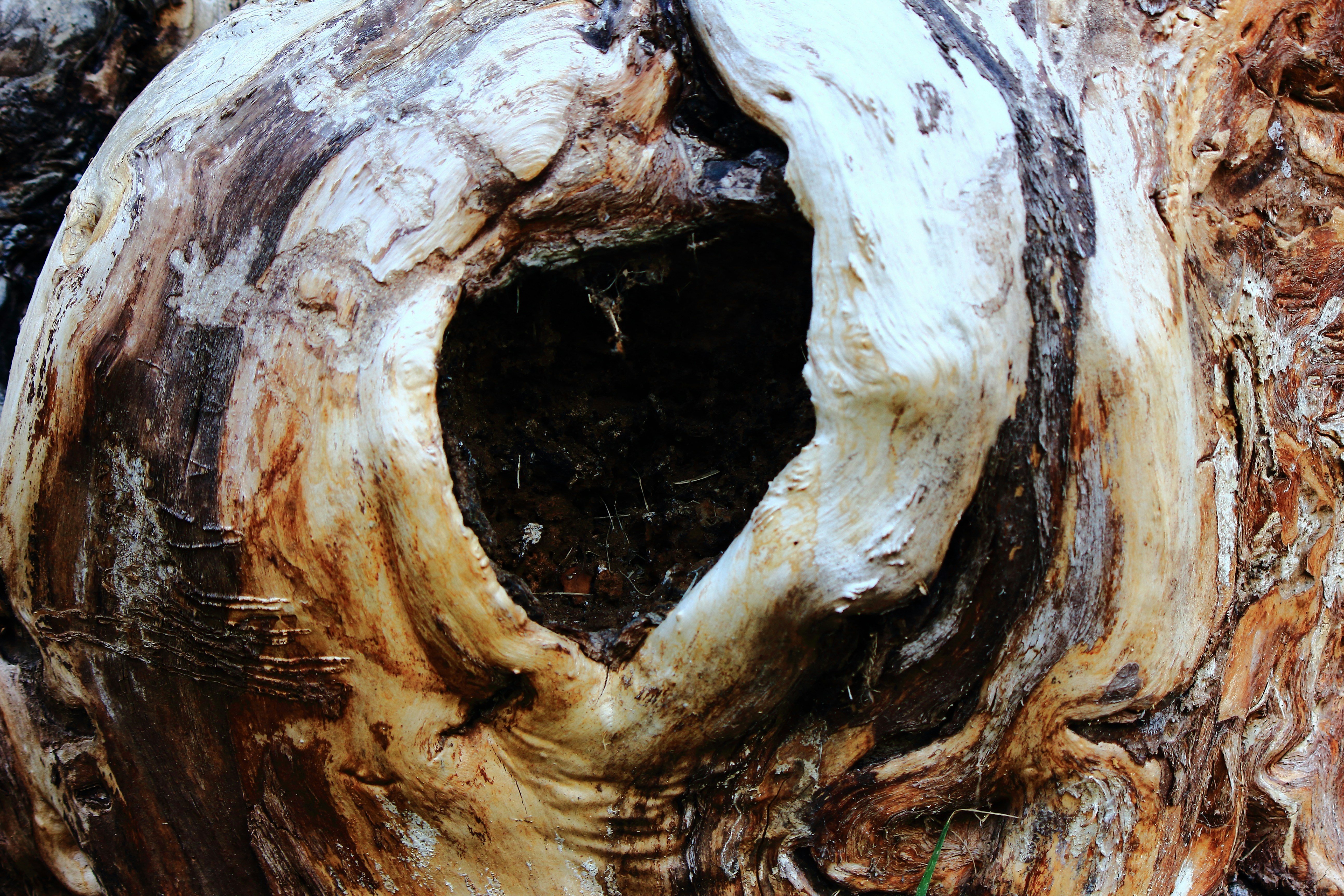 A close up of a tree trunk with a hole in it