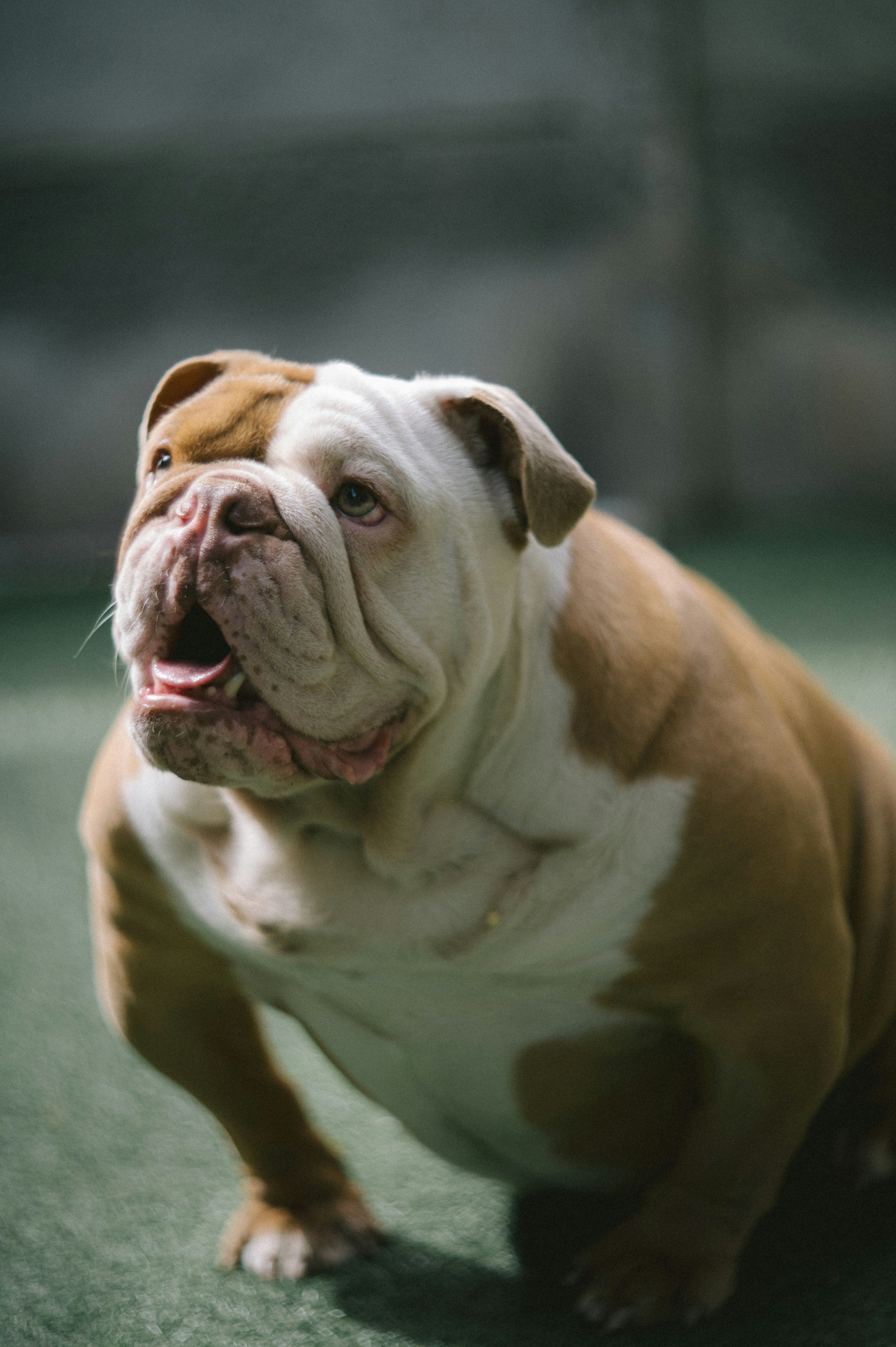 Photo by davidvilches