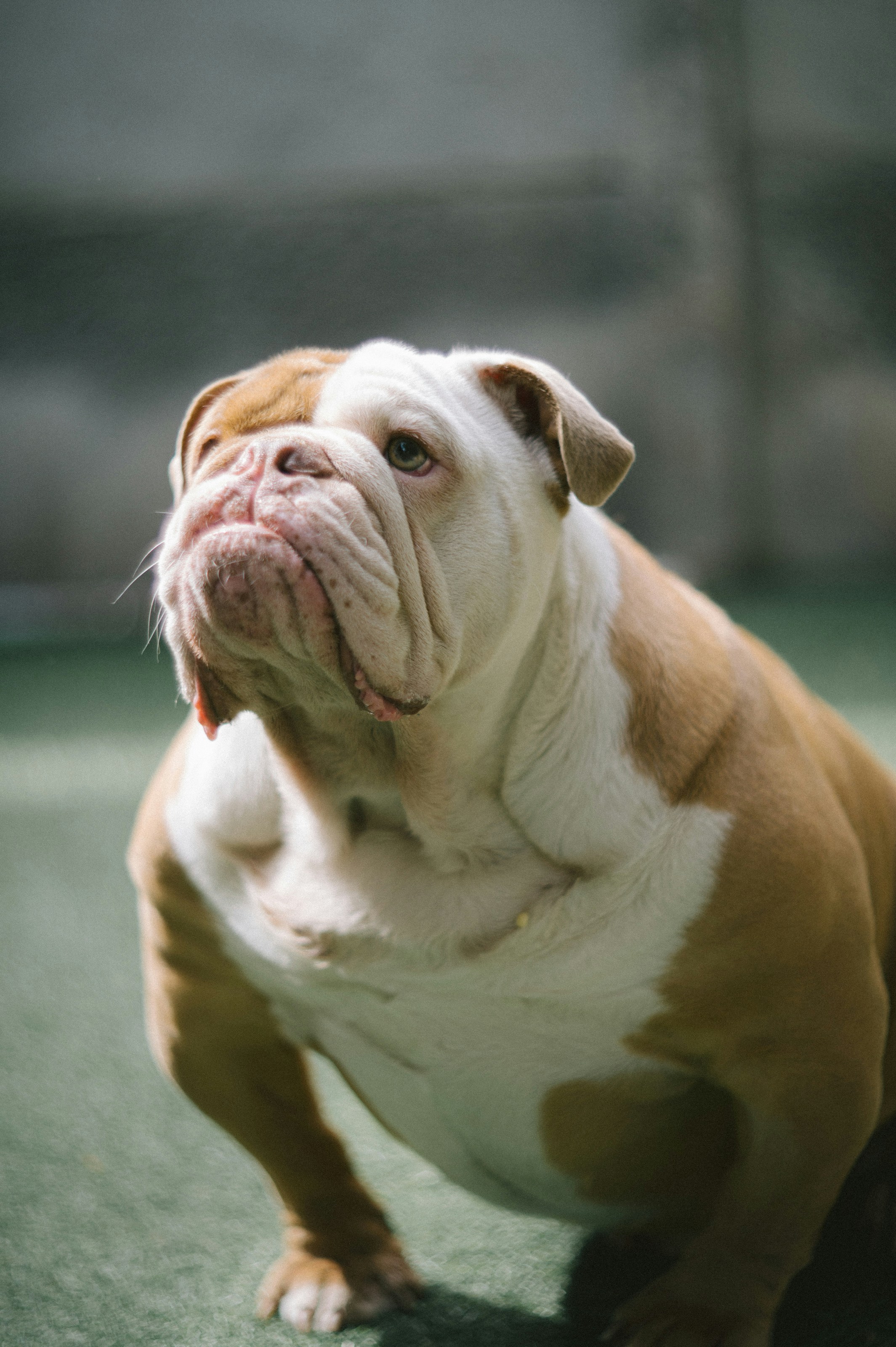 A brown and white dog sitting on top of a green floor