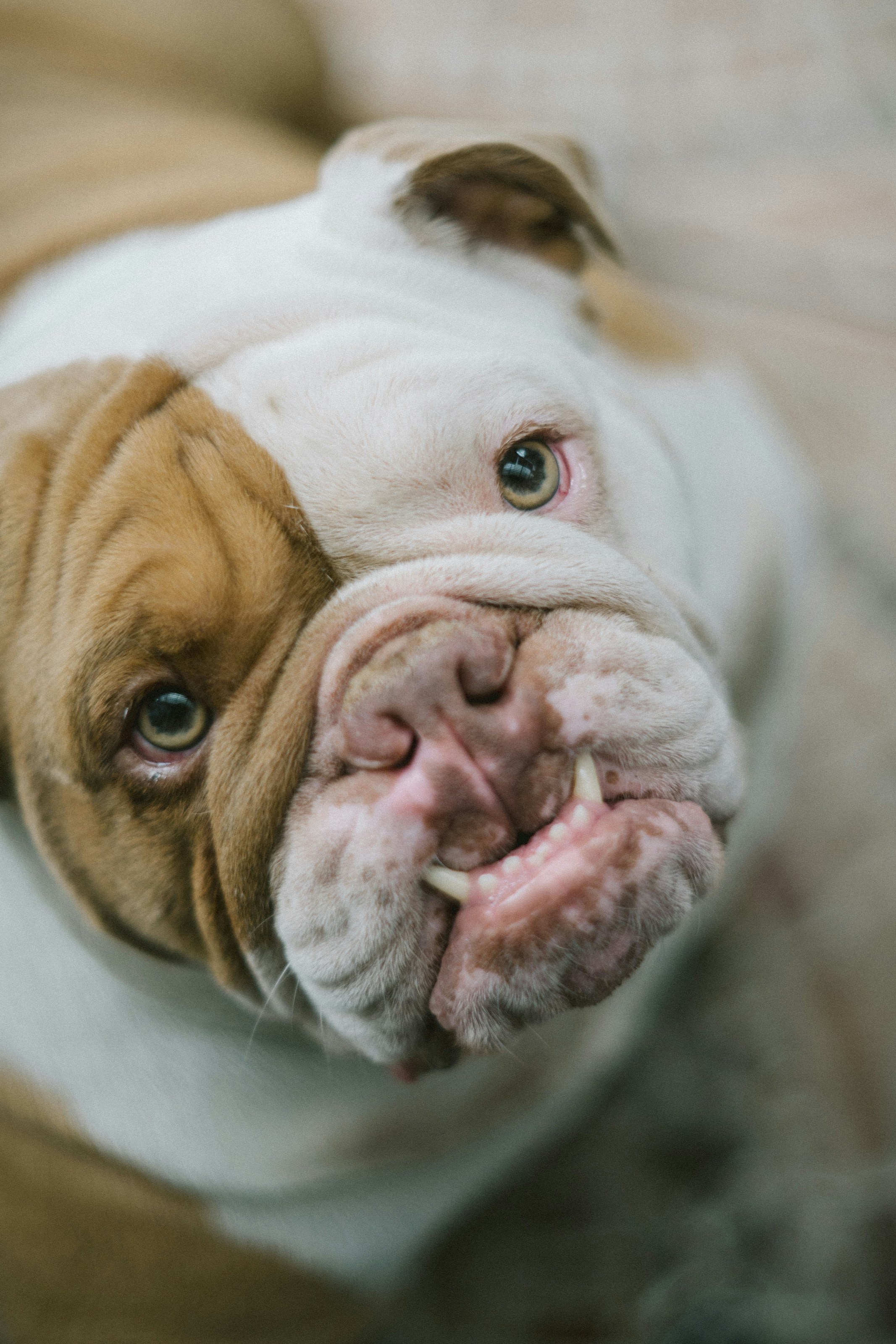 Photo by davidvilches