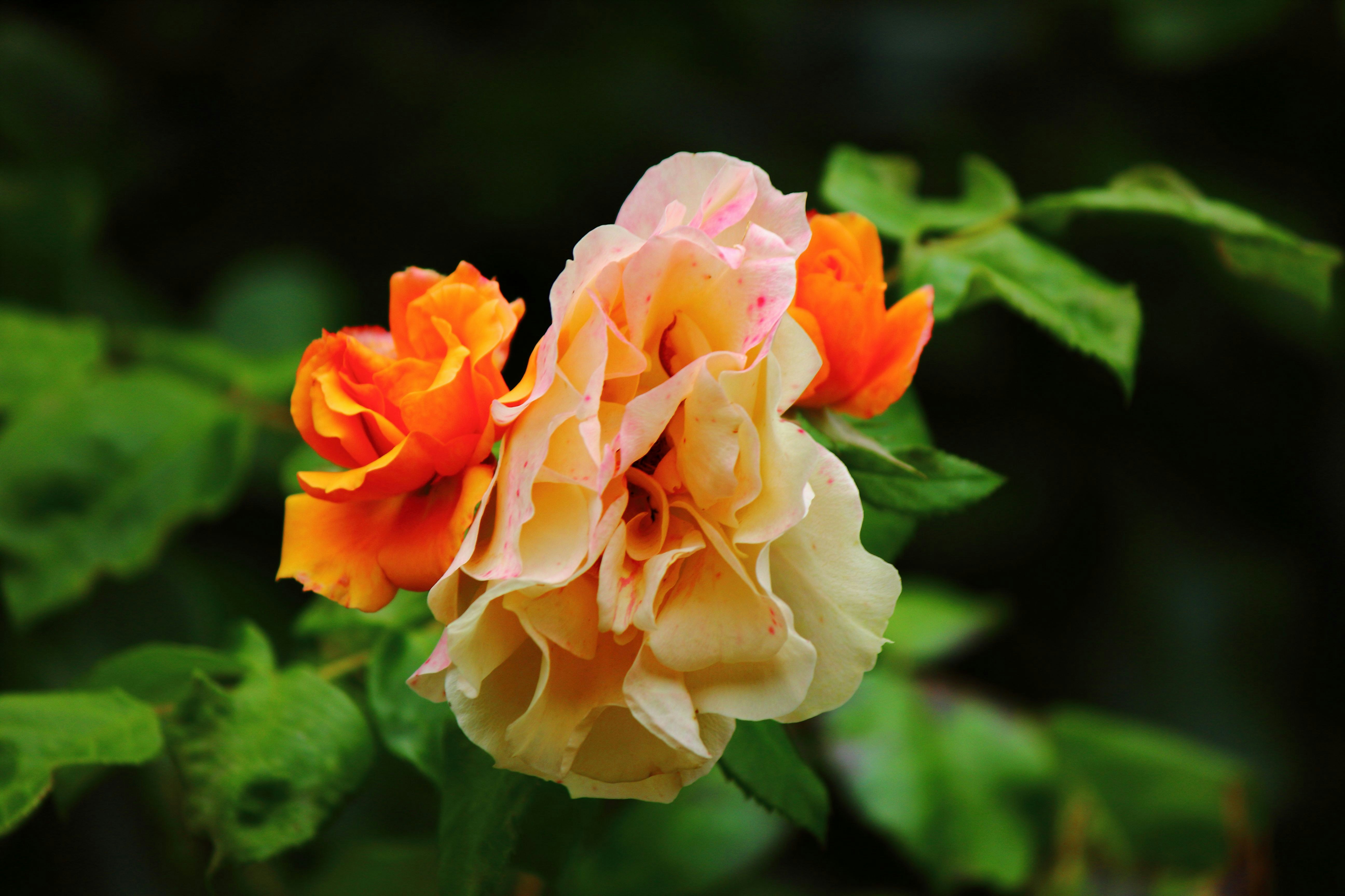 Photo by cengizozarpat