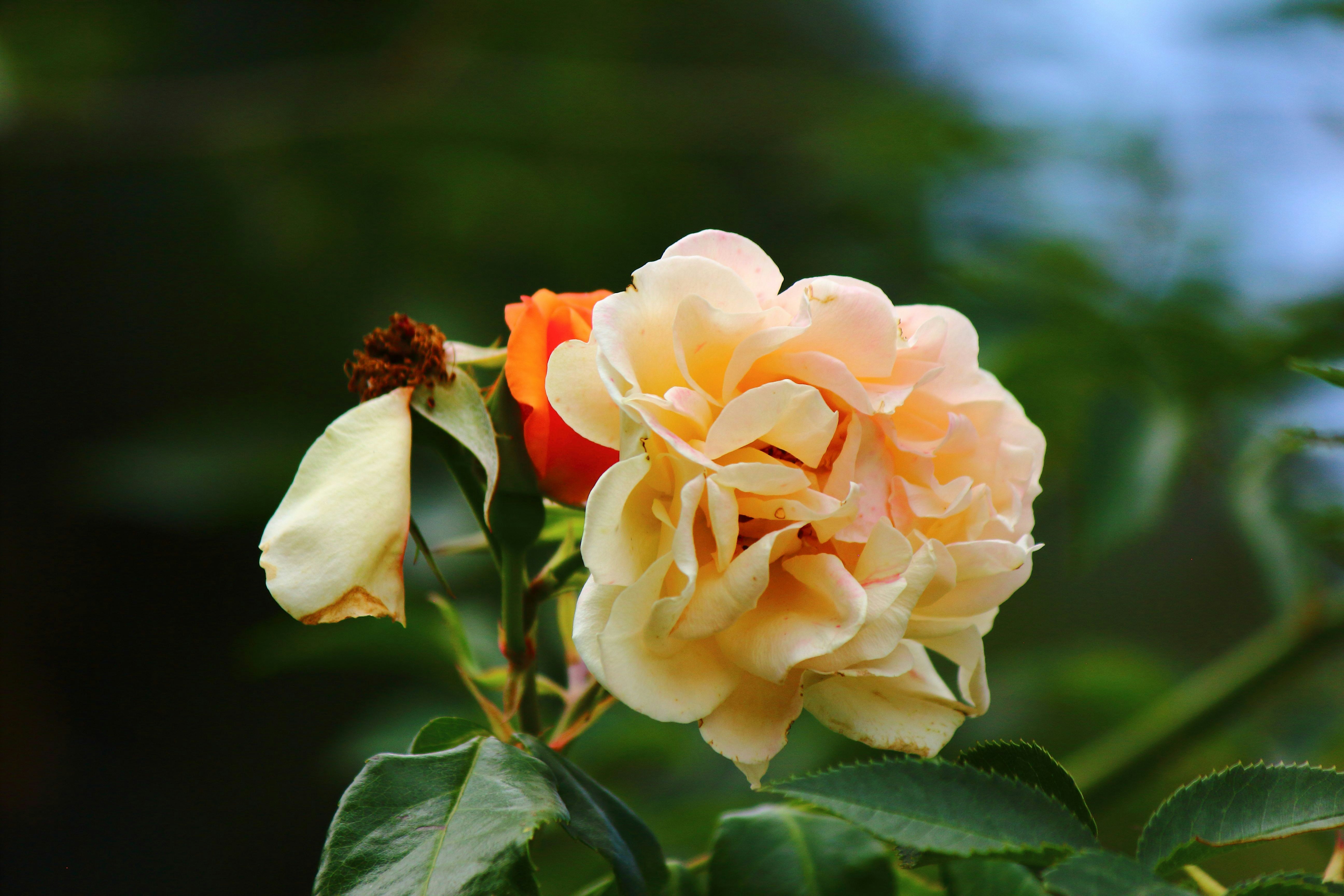 Photo by cengizozarpat