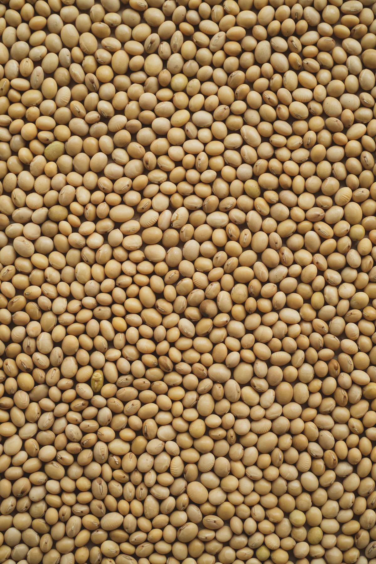 Soybeans used in poultry feed