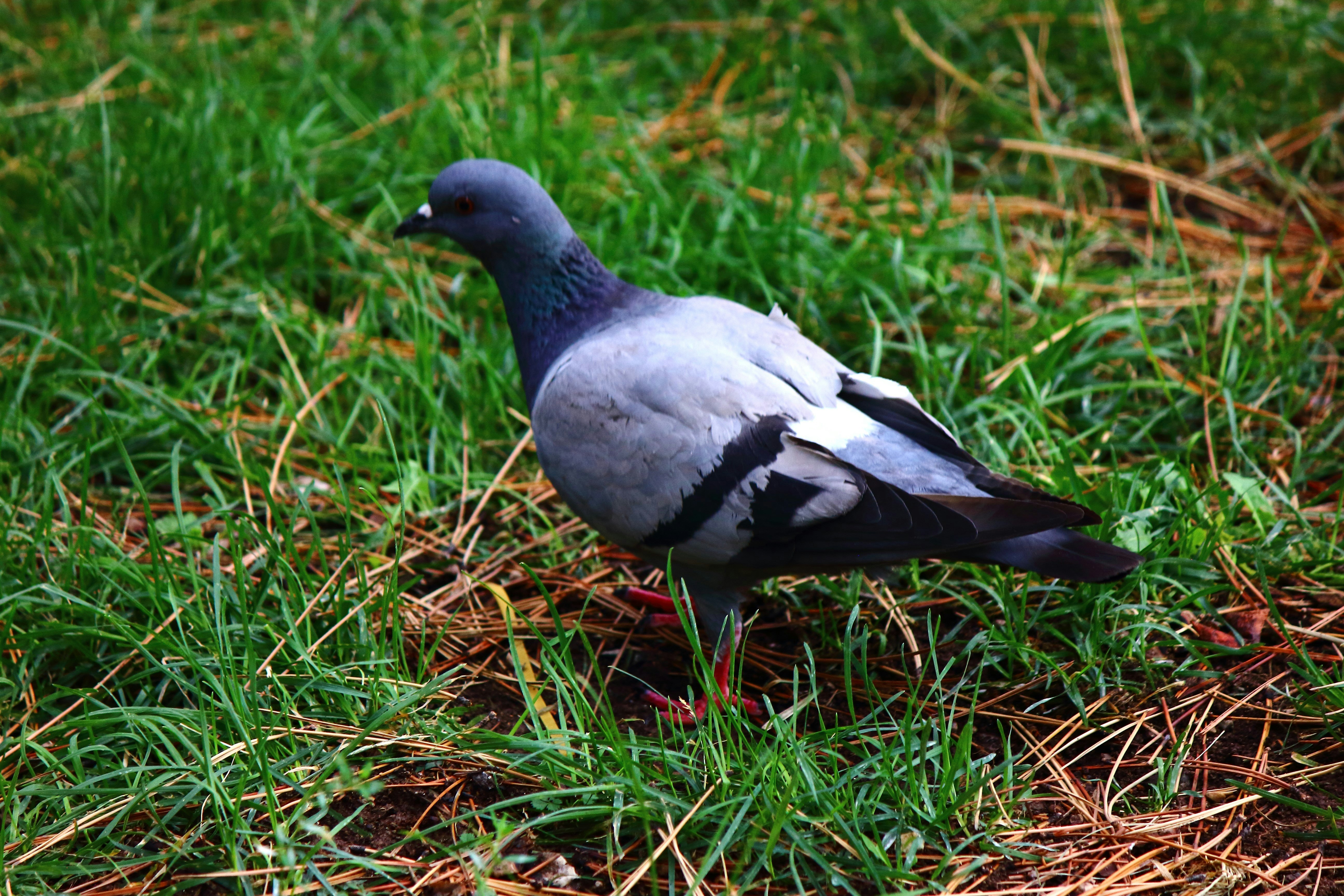 Photo by cengizozarpat