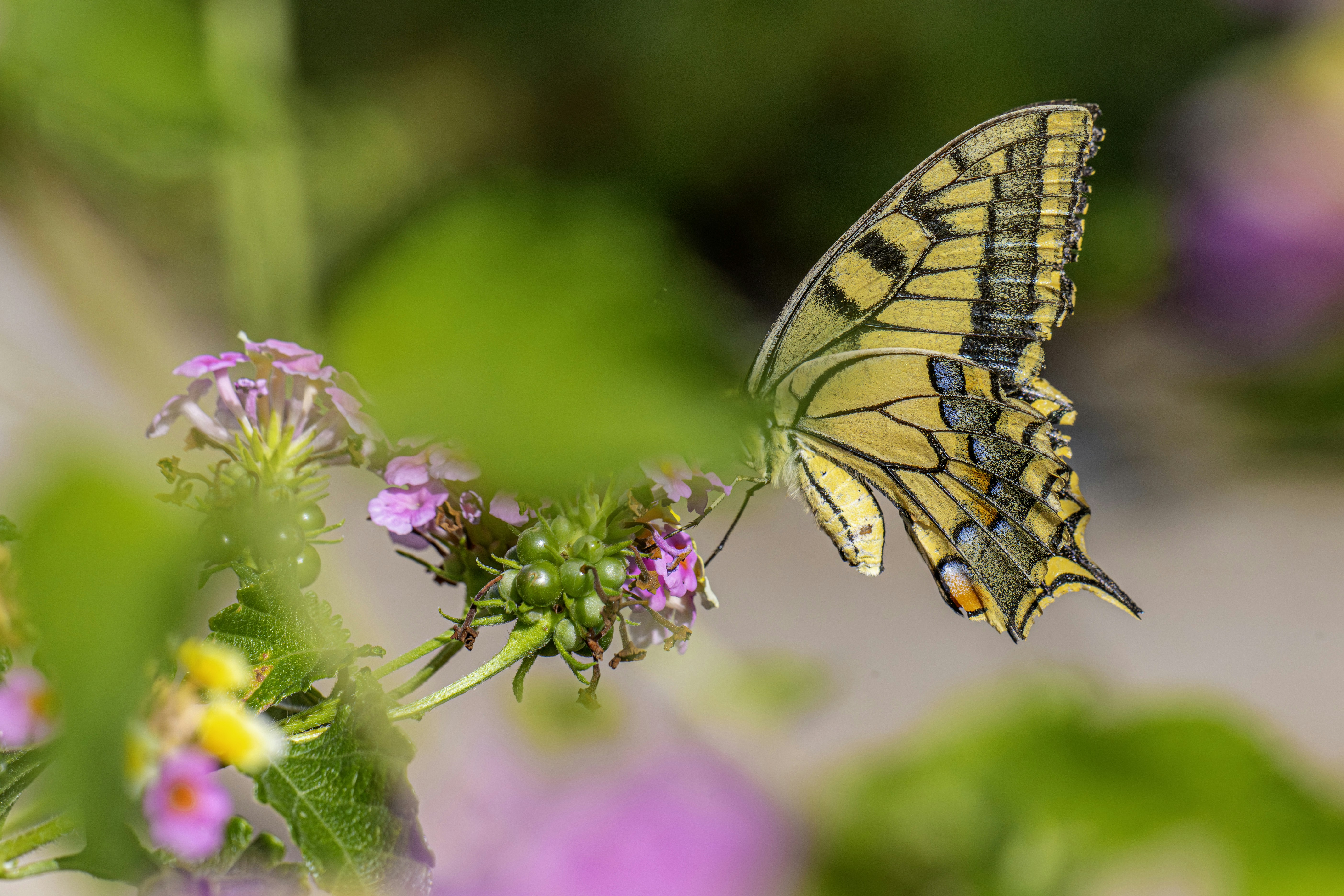 Photo by erik_karits