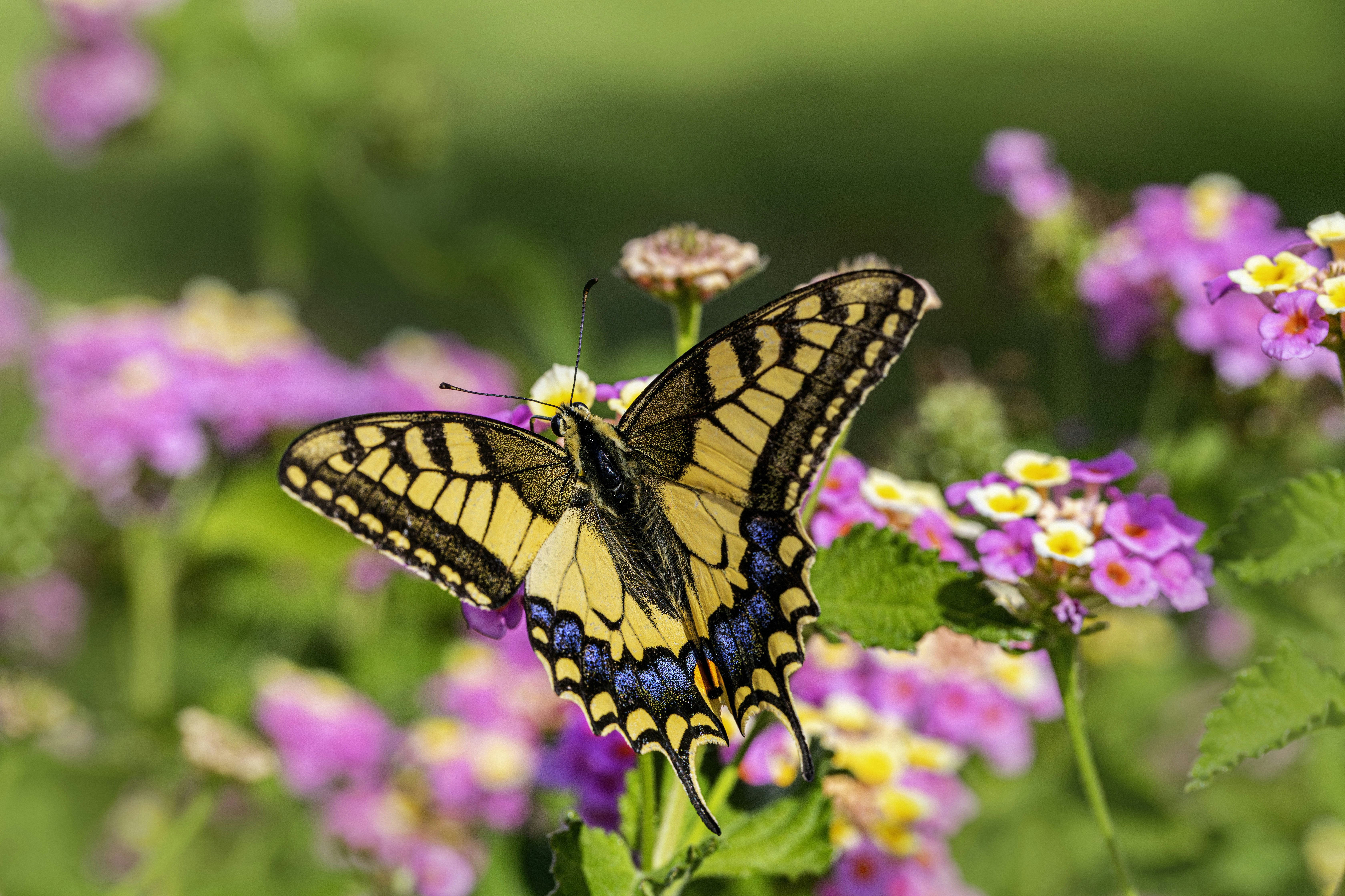 Photo by erik_karits