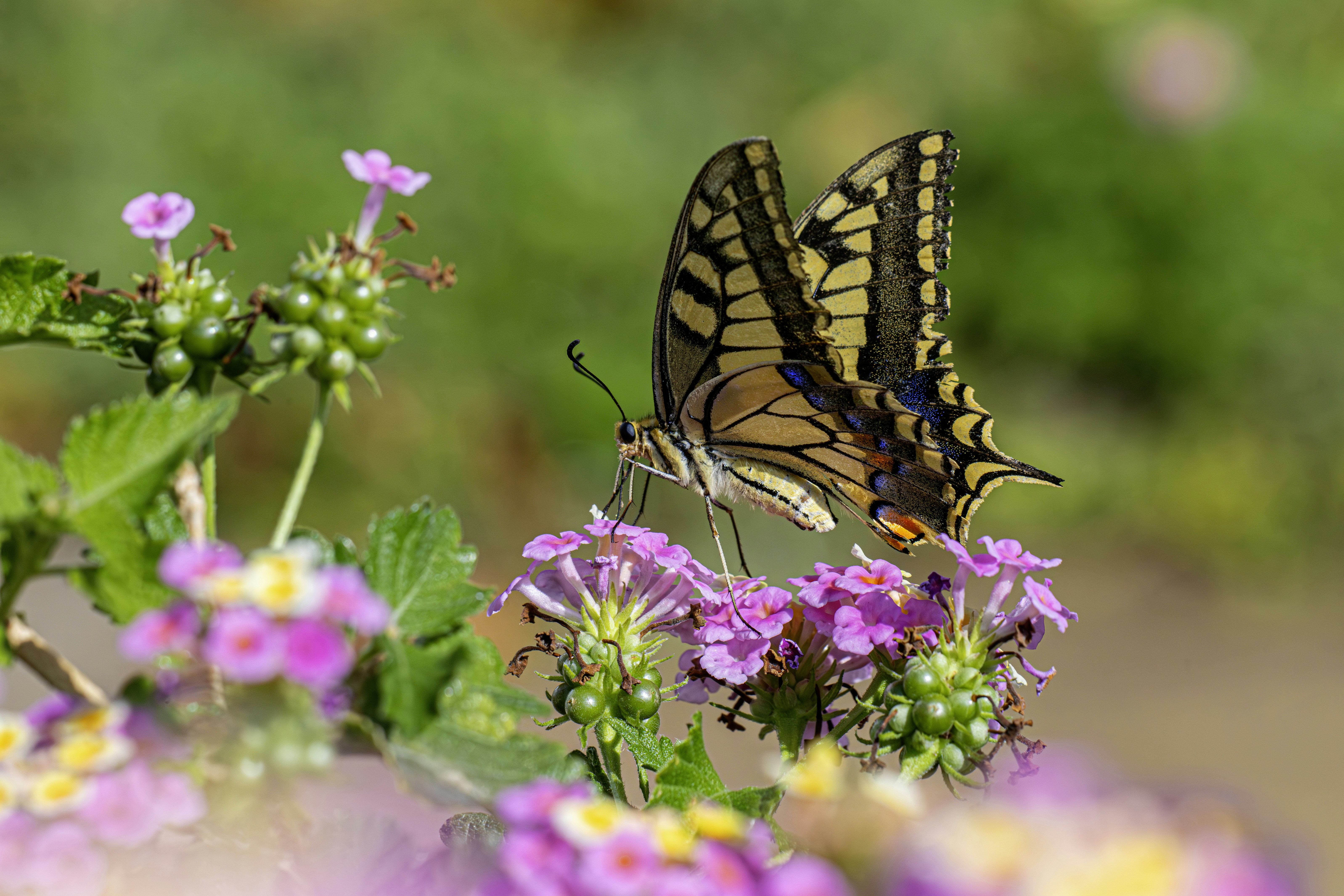 Photo by erik_karits