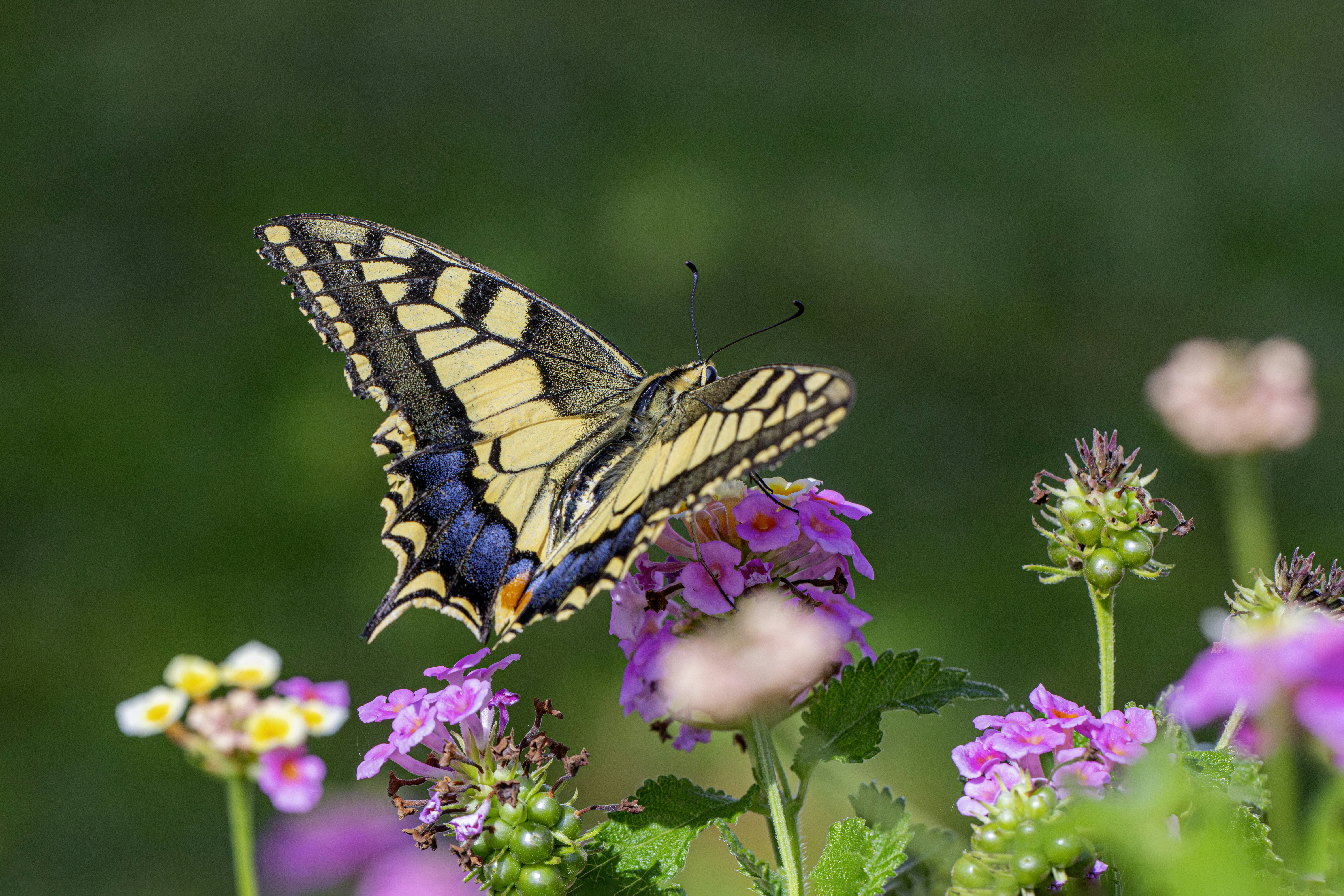 Photo by erik_karits