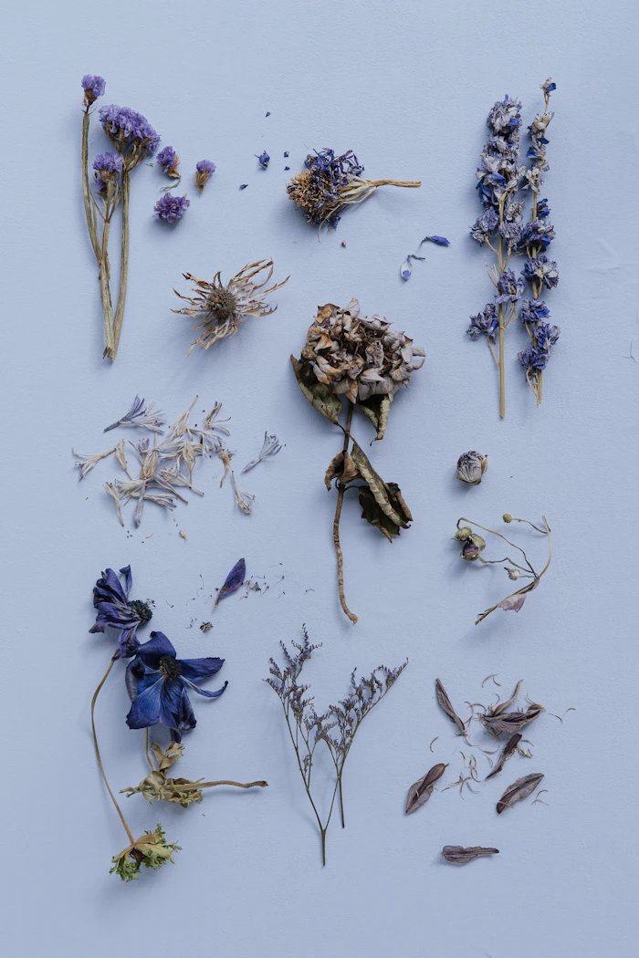 Dried flowers