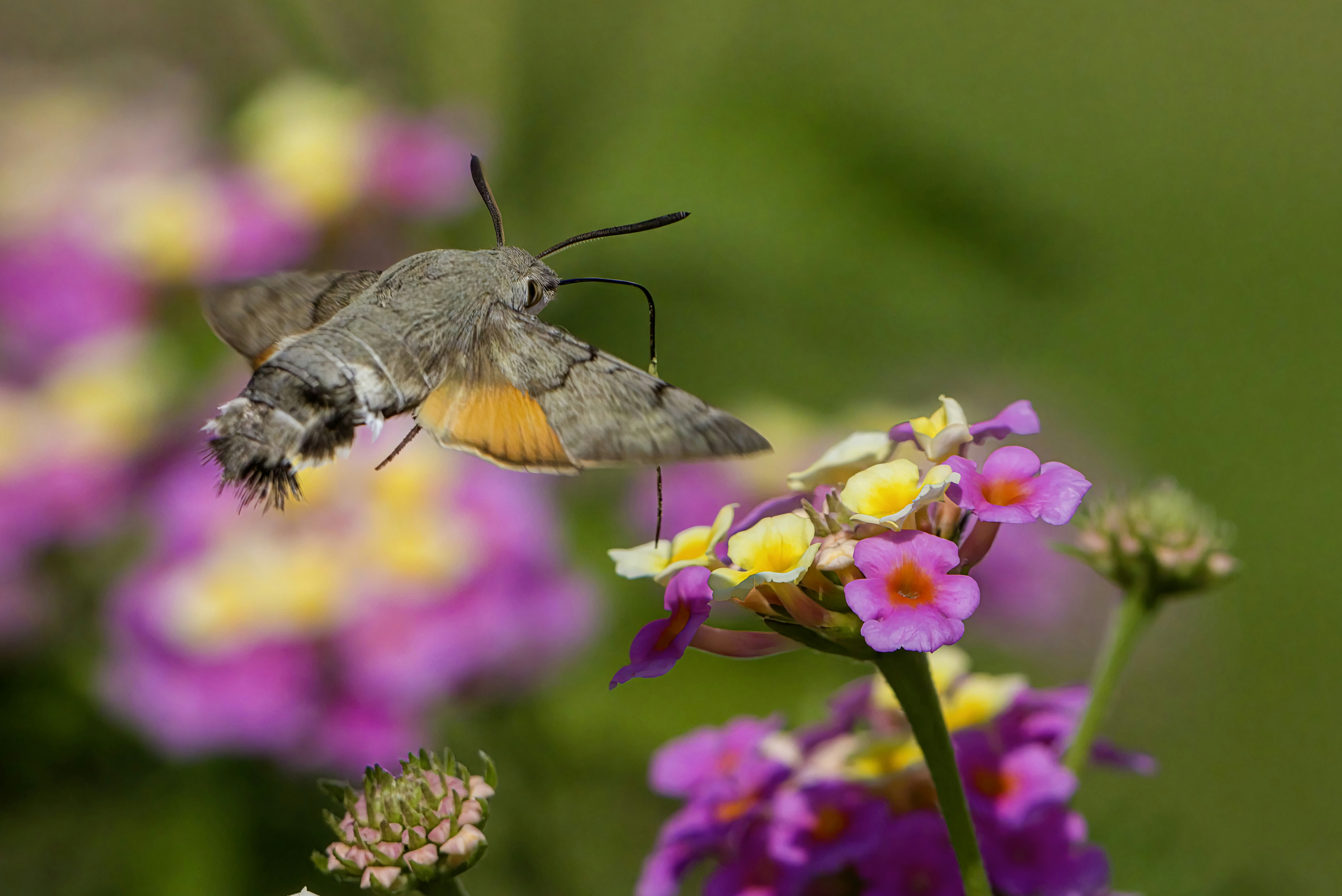 Photo by erik_karits