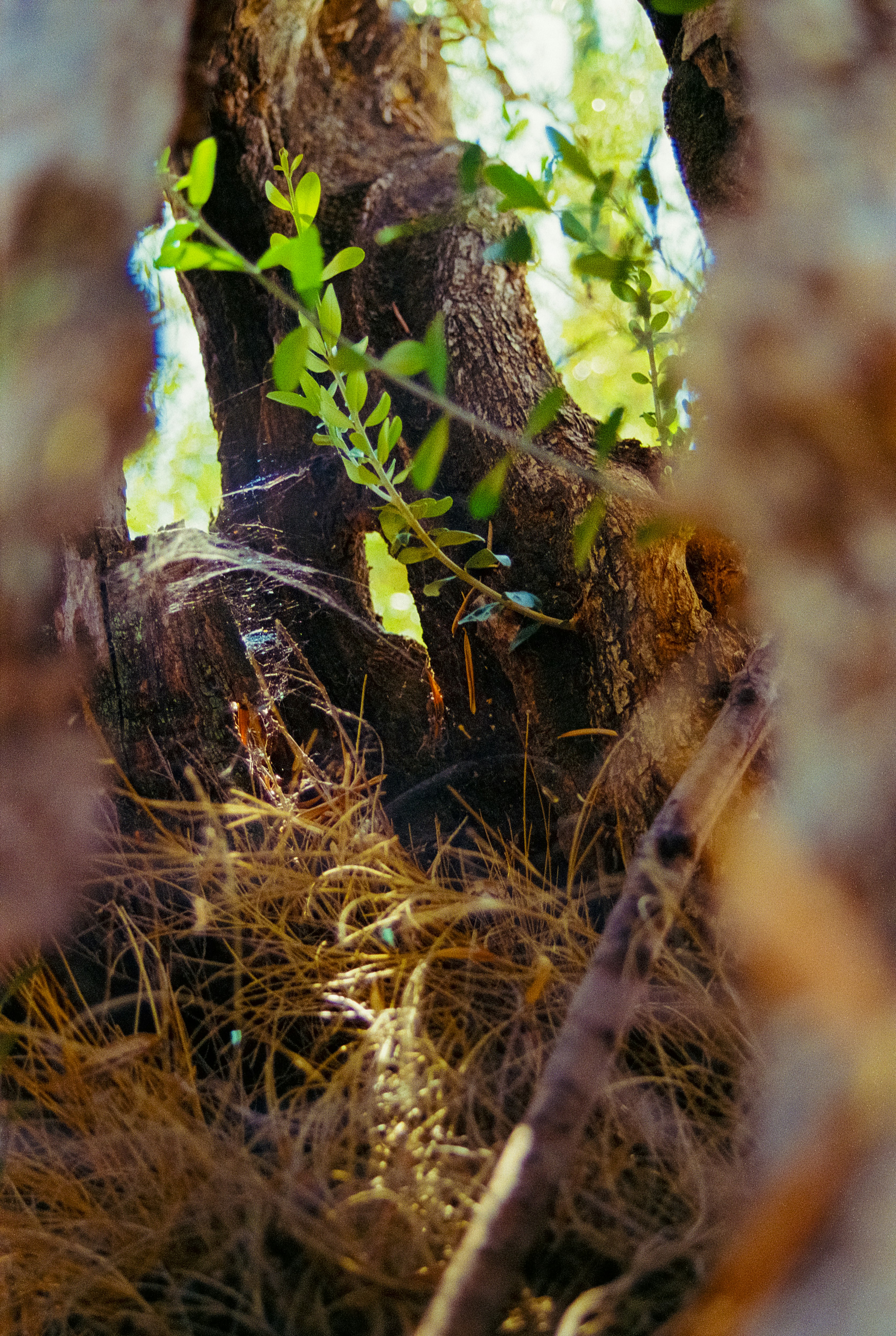 Photo by artistseyes
