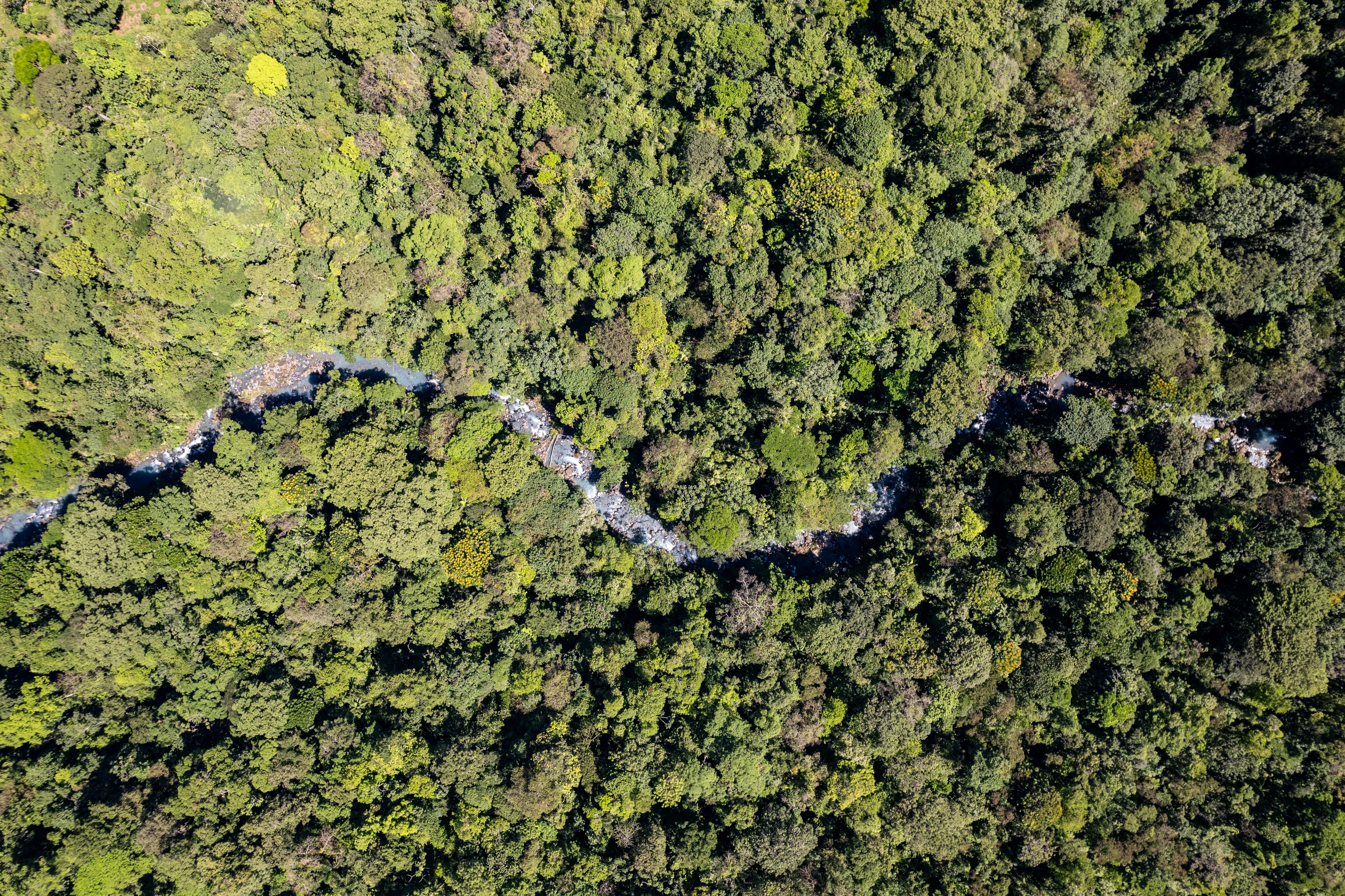 Conservation Status and Threats (image credits: unsplash)