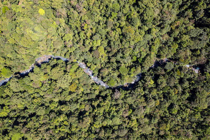 Guaiac Wood — sourcing and production process