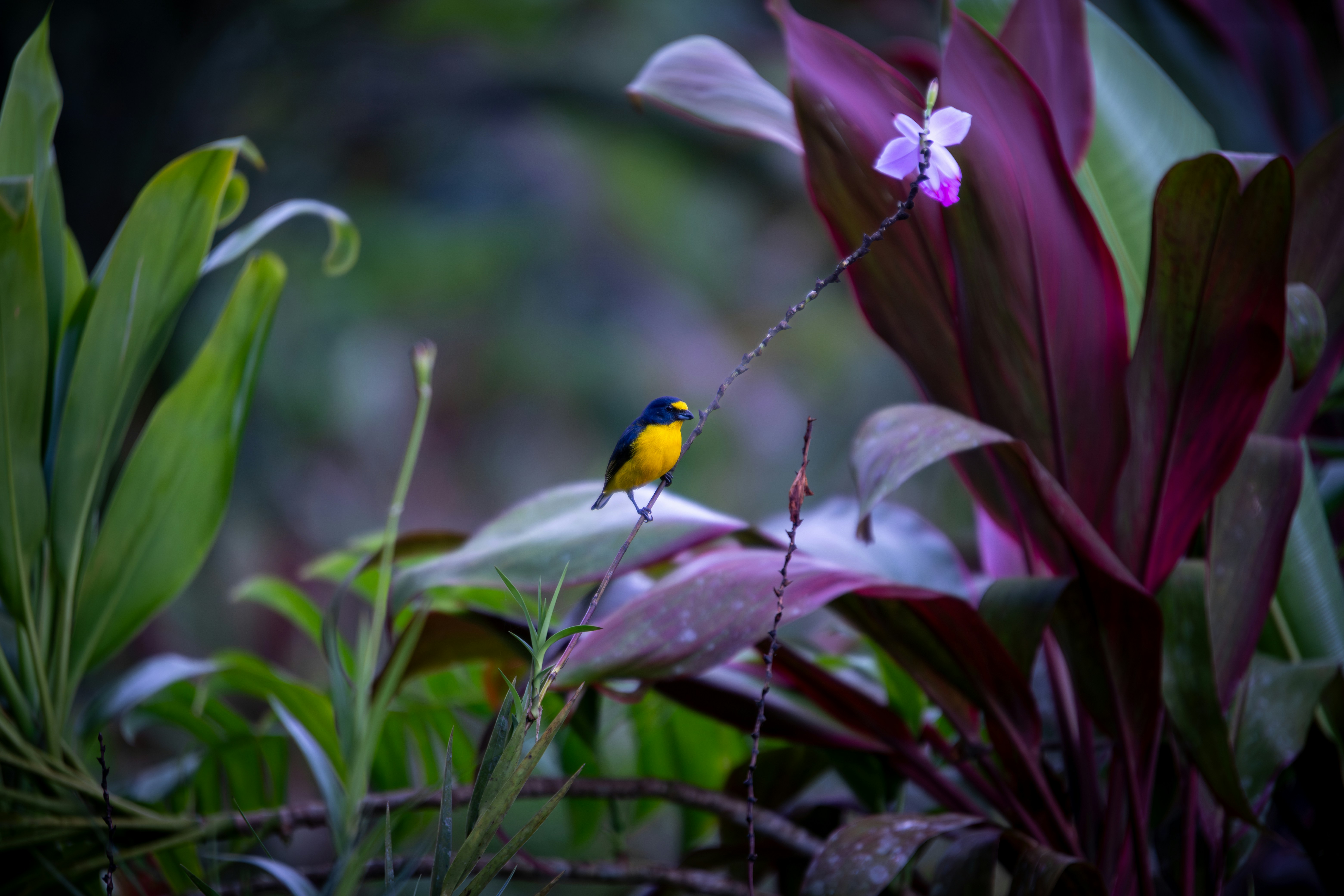 A small yellow and black bird on a lush green plant.