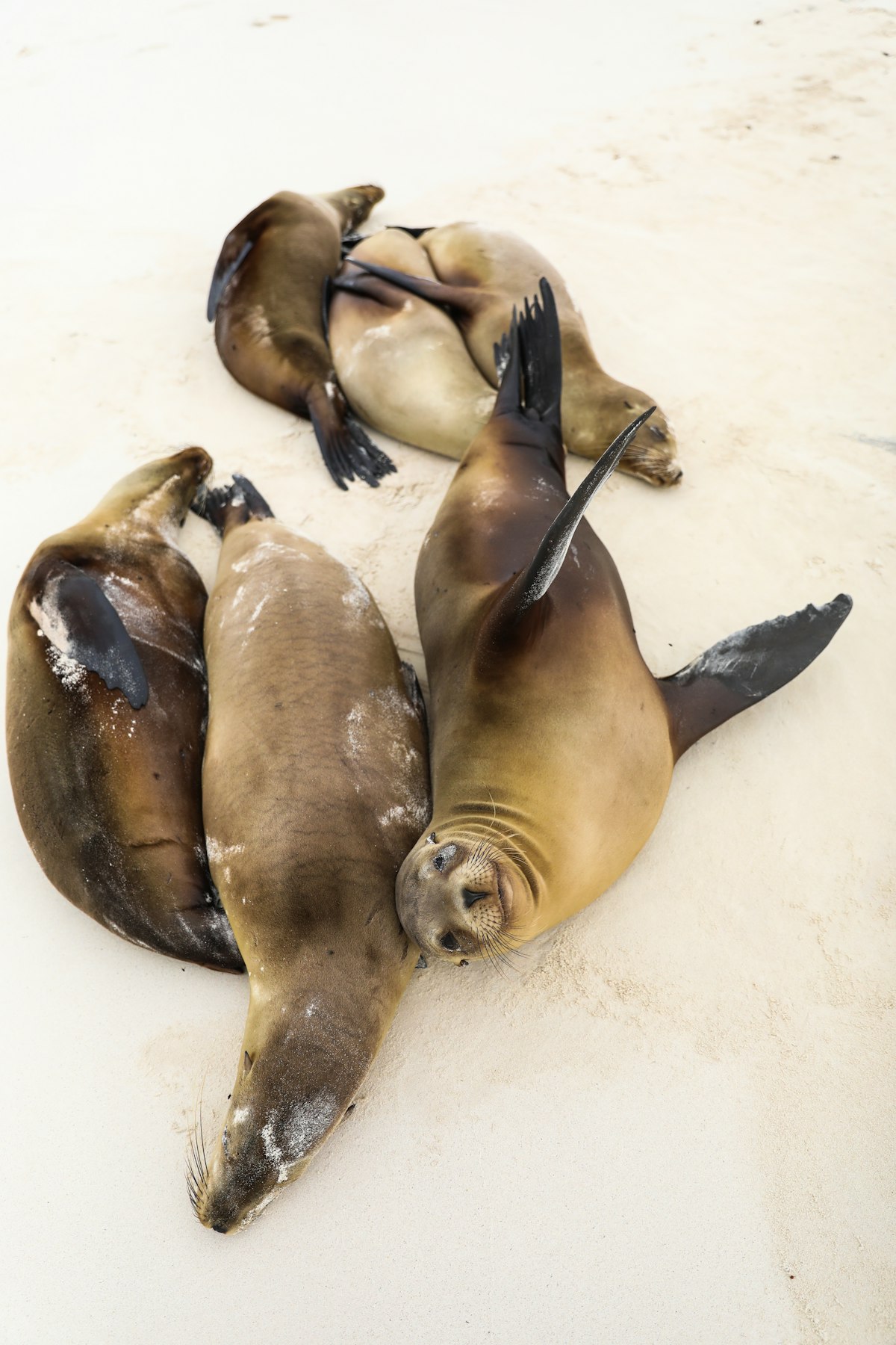 Española & Floreana Galápagos — remote southern island coastline with sea lions and nesting birds