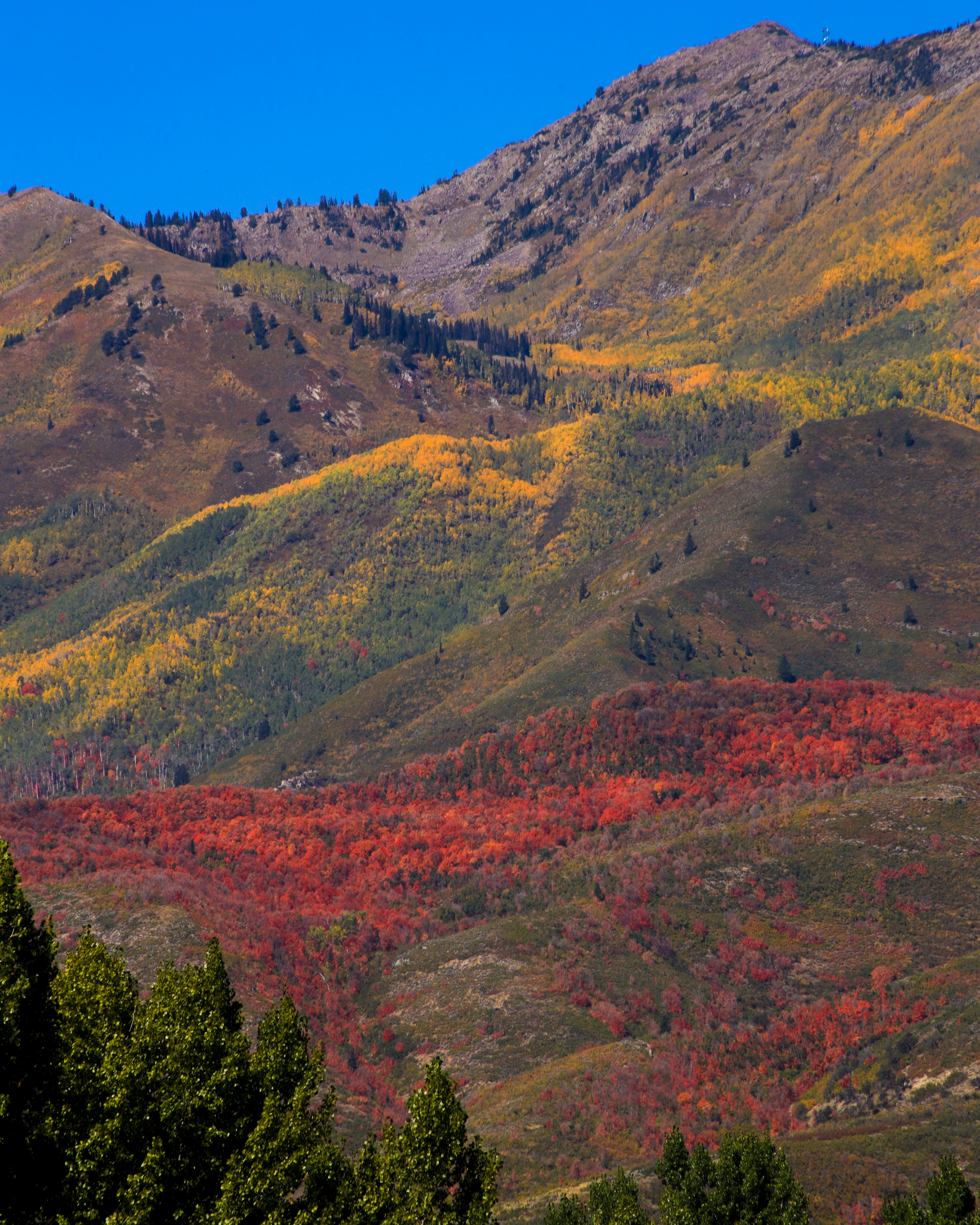 A view of a mountain range with trees in the foreground