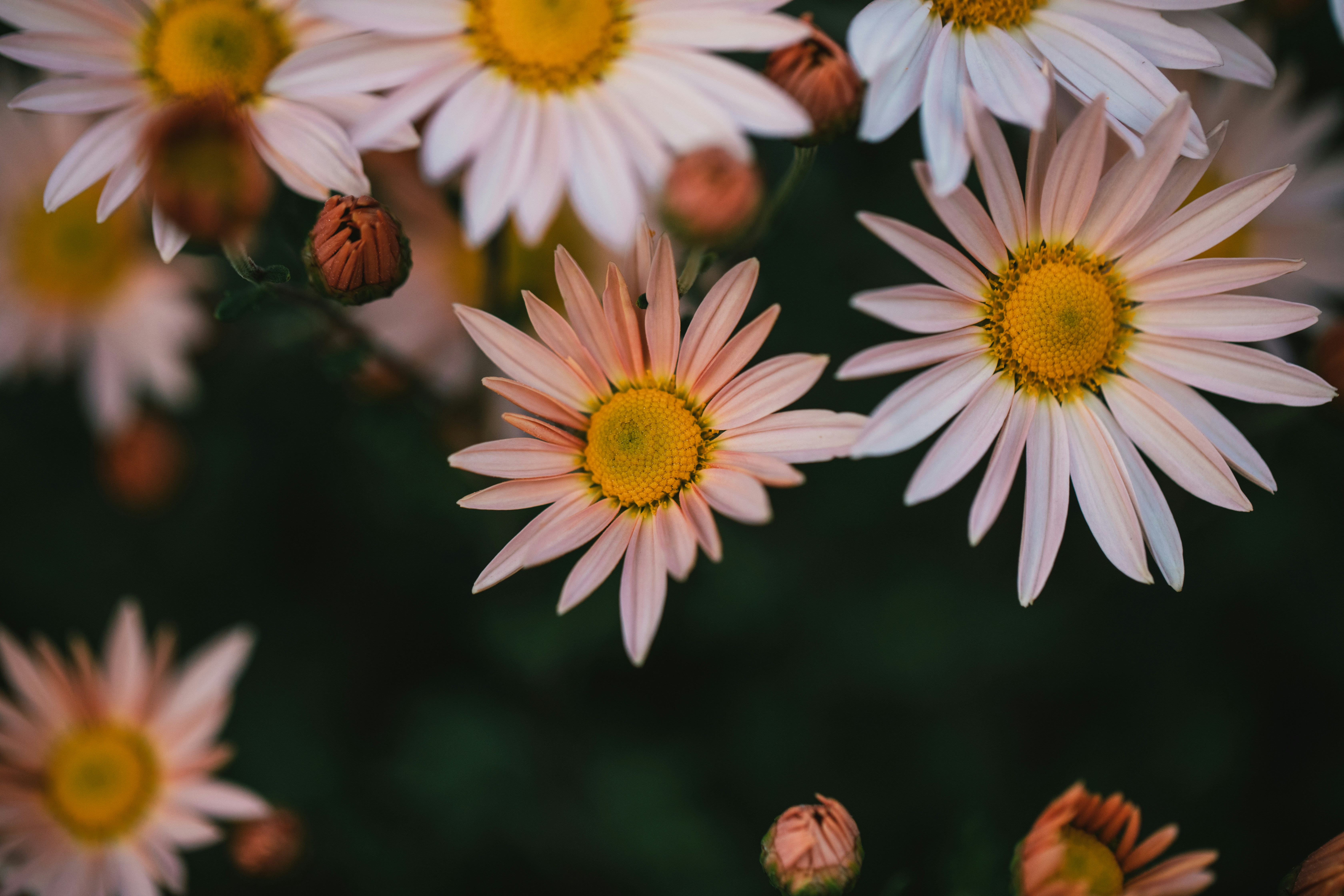 A bunch of white and yellow flowers in a field