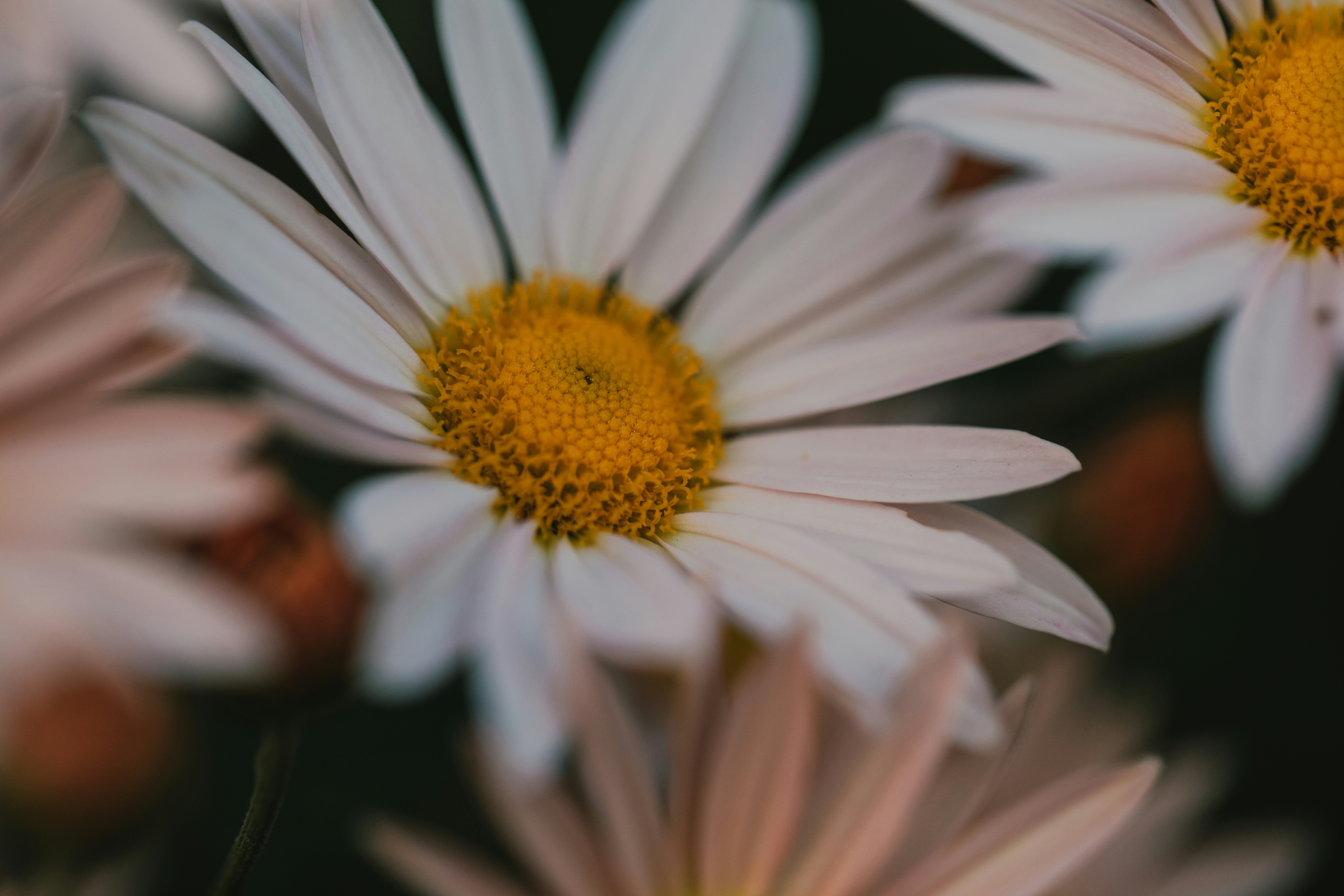 A group of white flowers with yellow centers