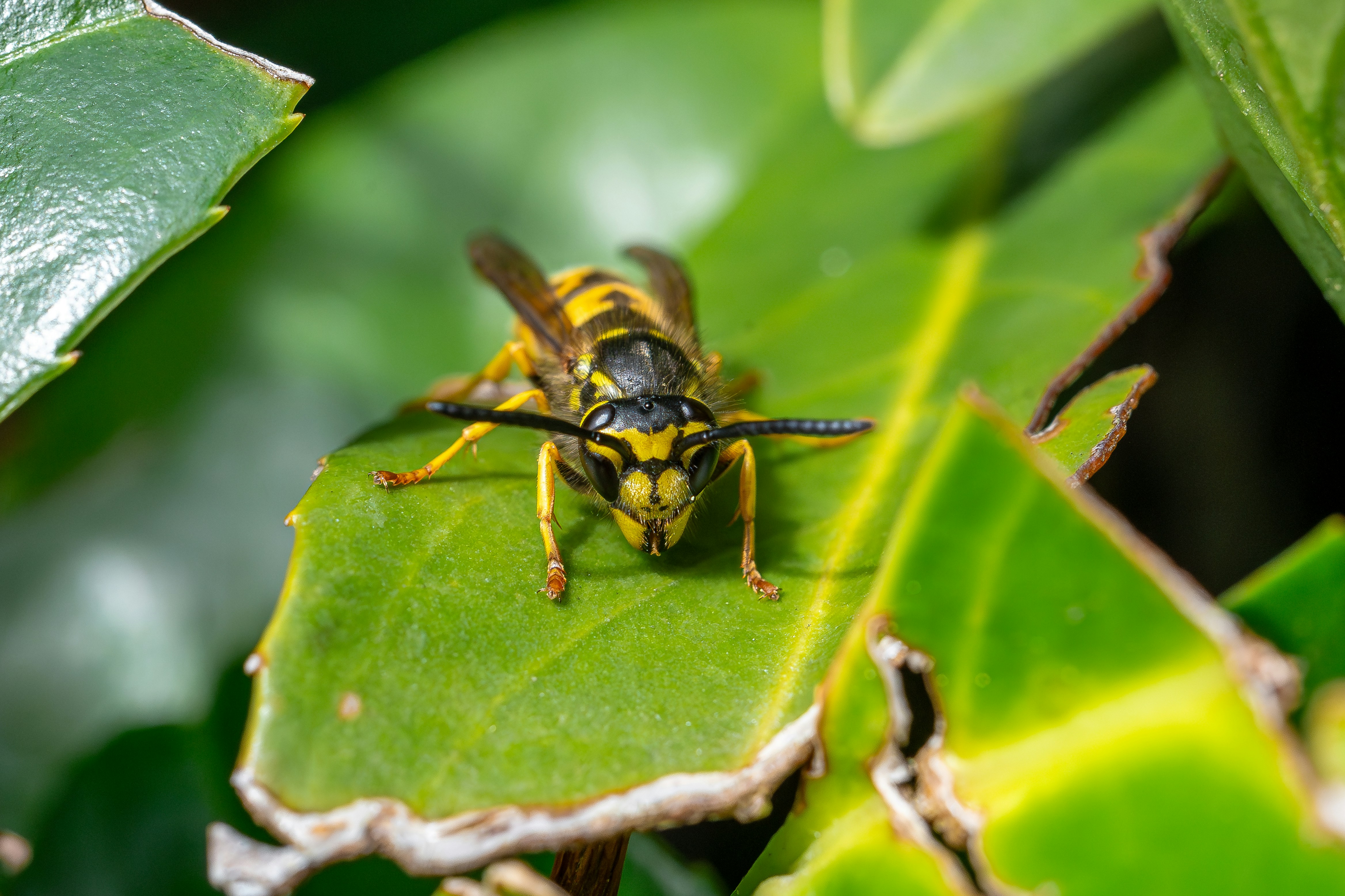 Photo by robertschwarz