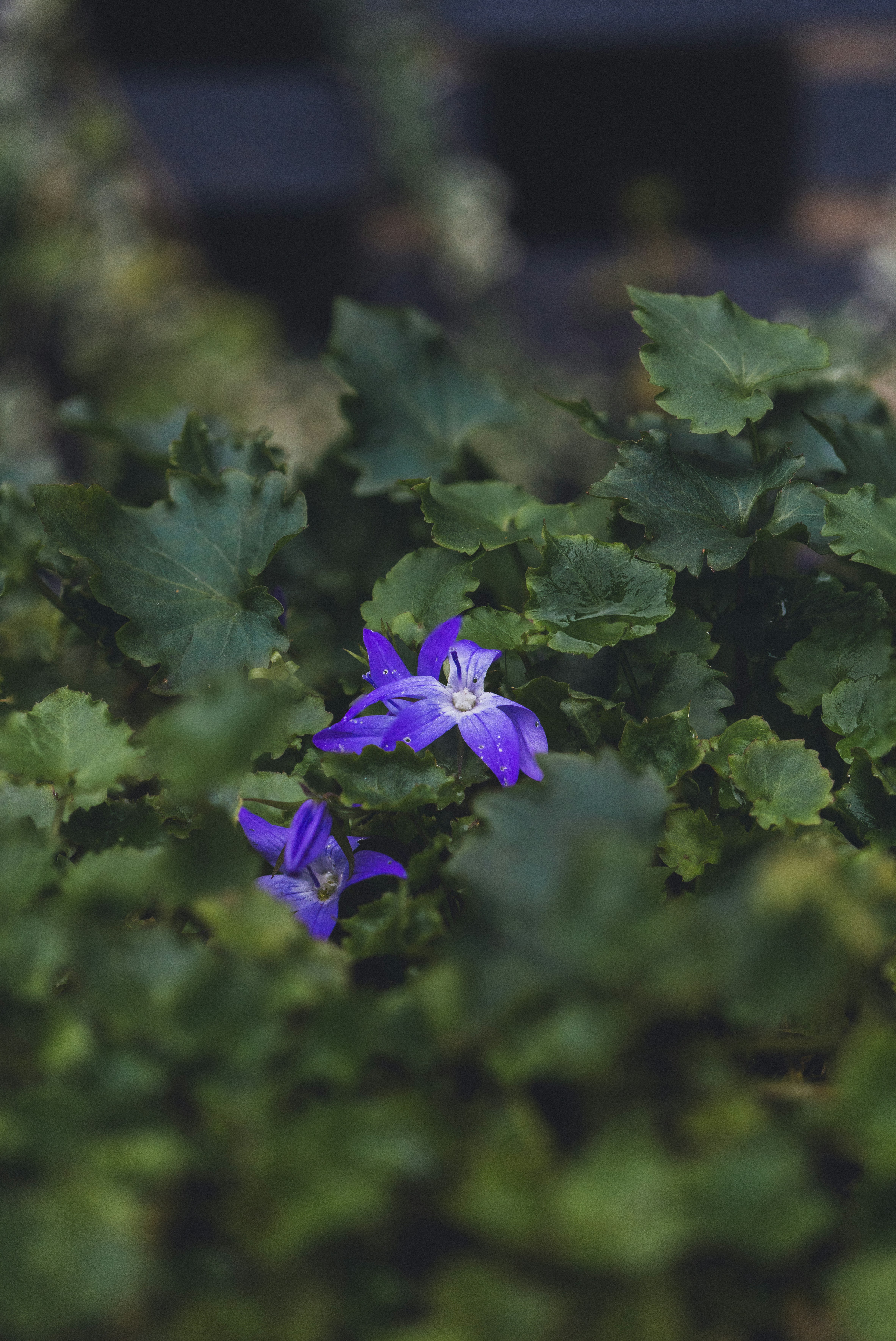 Photo by robertschwarz