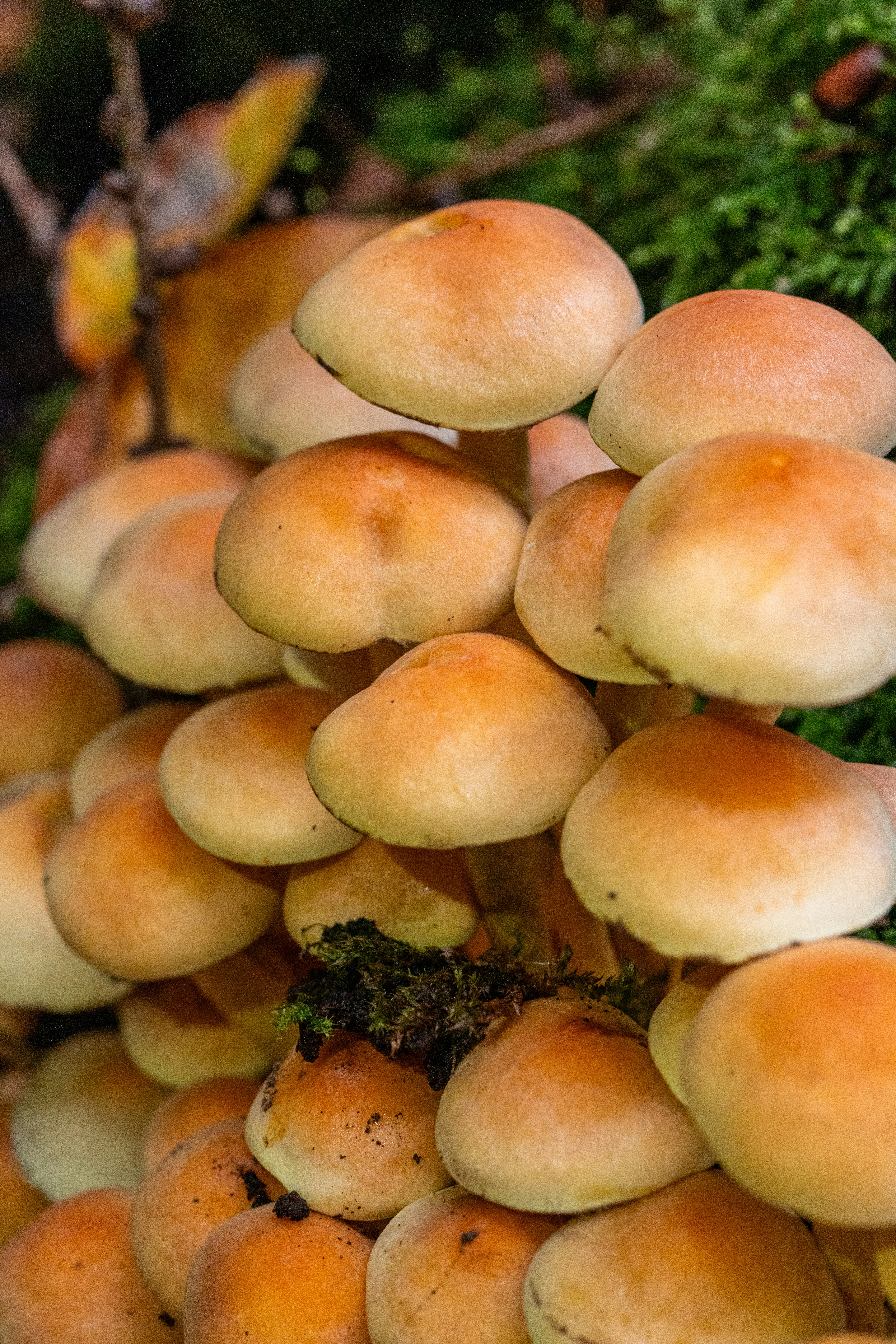 Photo by robertschwarz